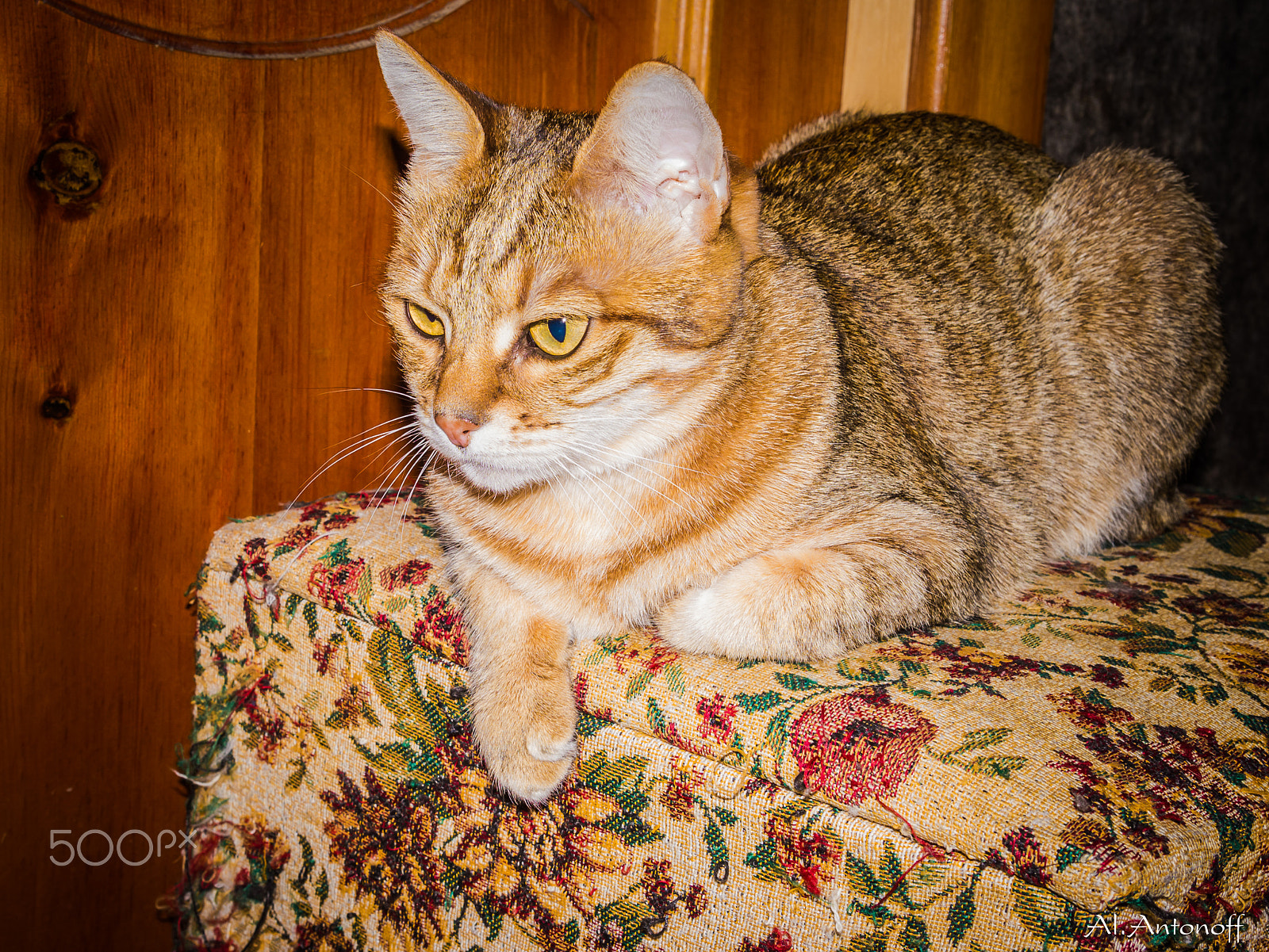 Tamron SP AF 17-50mm F2.8 XR Di II LD Aspherical (IF) sample photo. Lizka photography