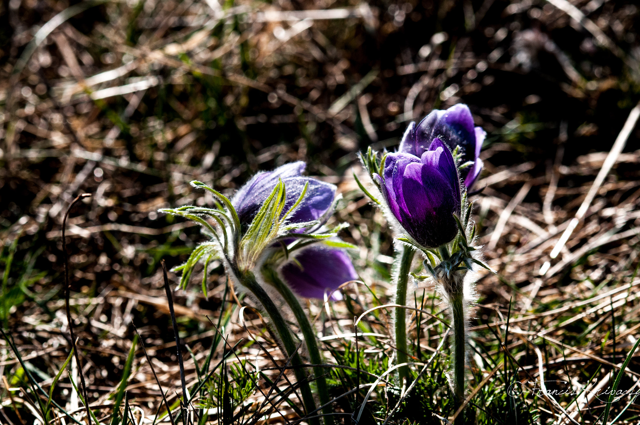 Nikon D300 + Sigma 105mm F2.8 EX DG OS HSM sample photo