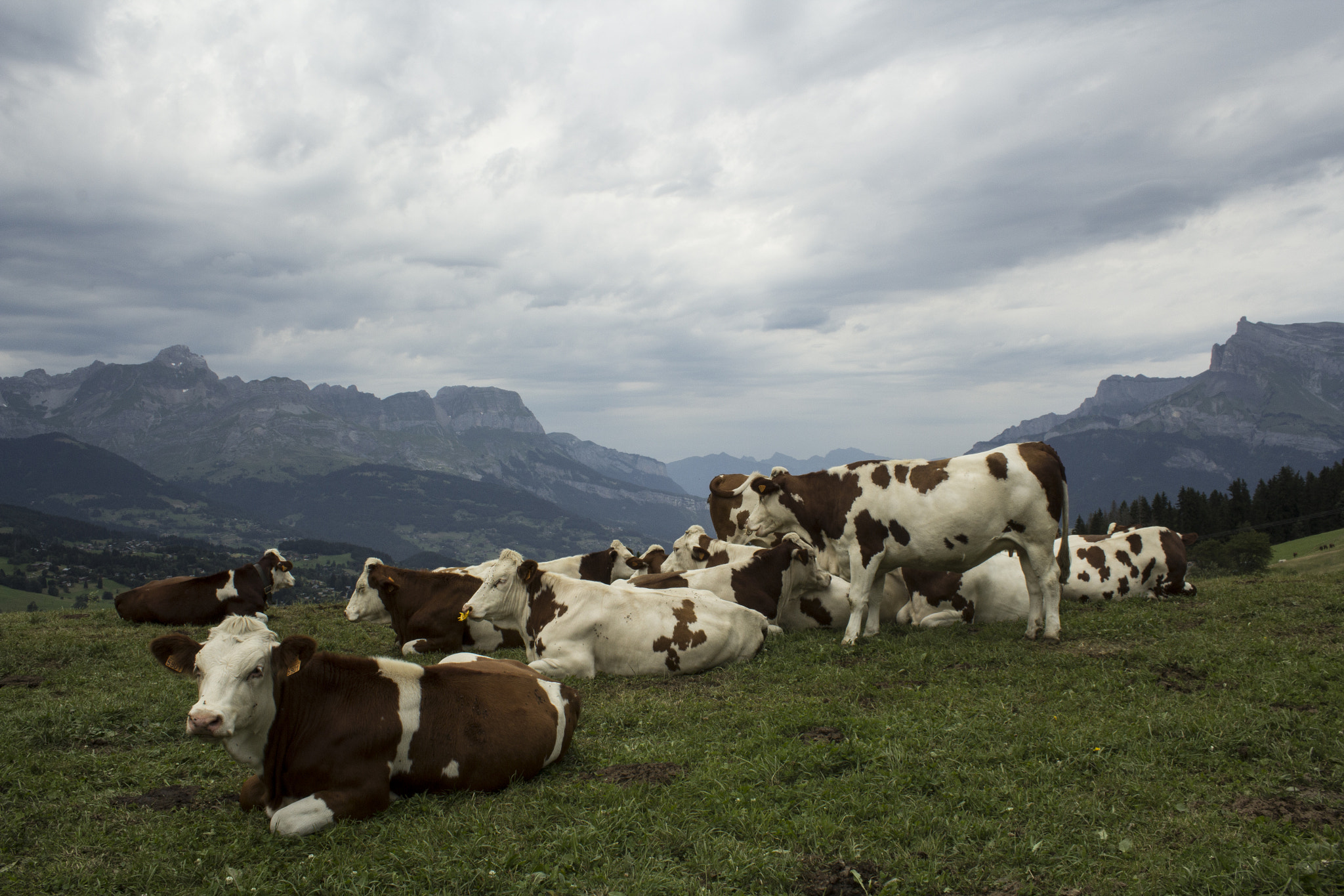 Canon EF-S 18-55mm F3.5-5.6 IS sample photo. Alpin cows photography
