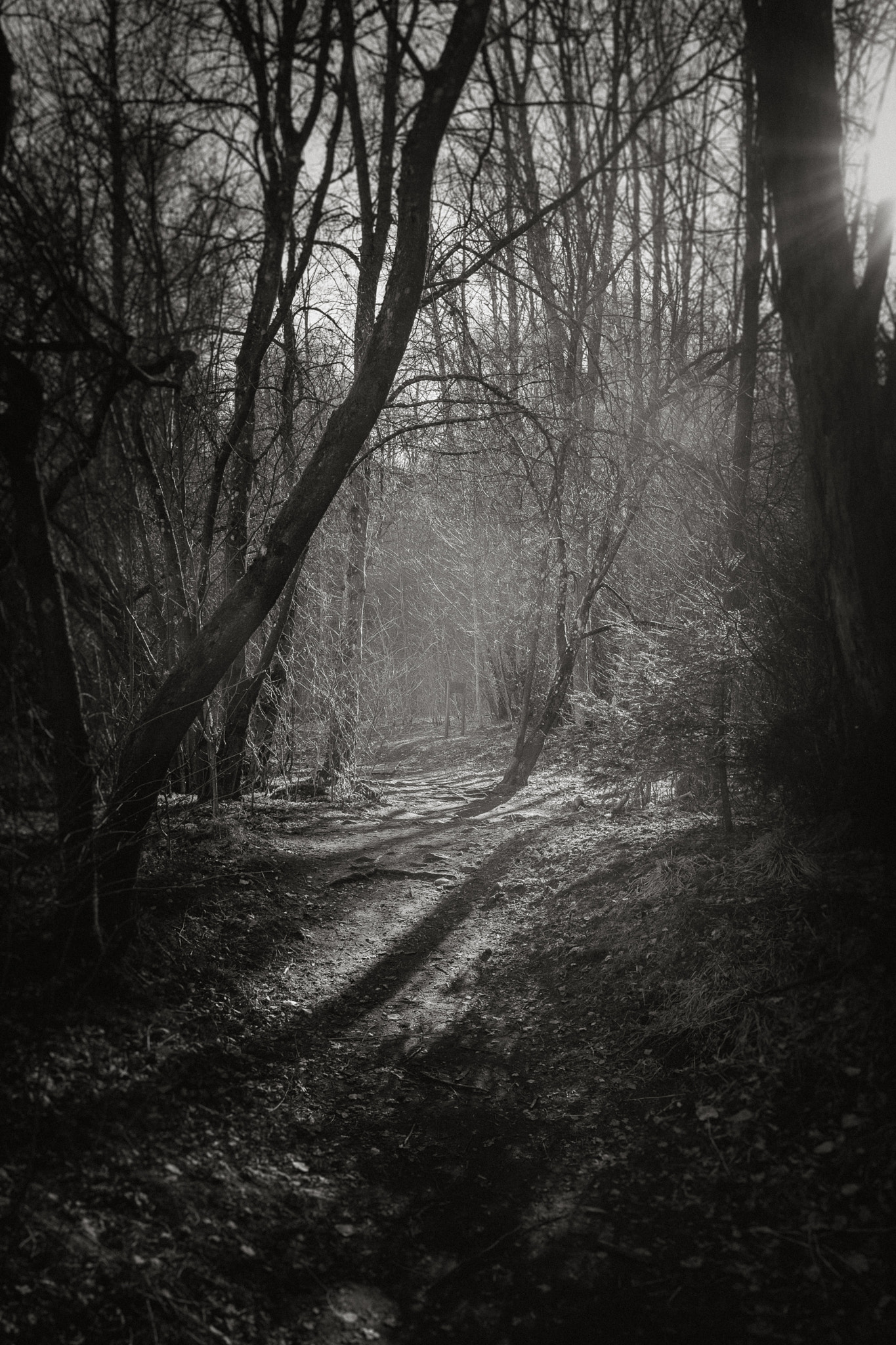 Fujifilm X-Pro1 sample photo. Forest's shadows ii photography