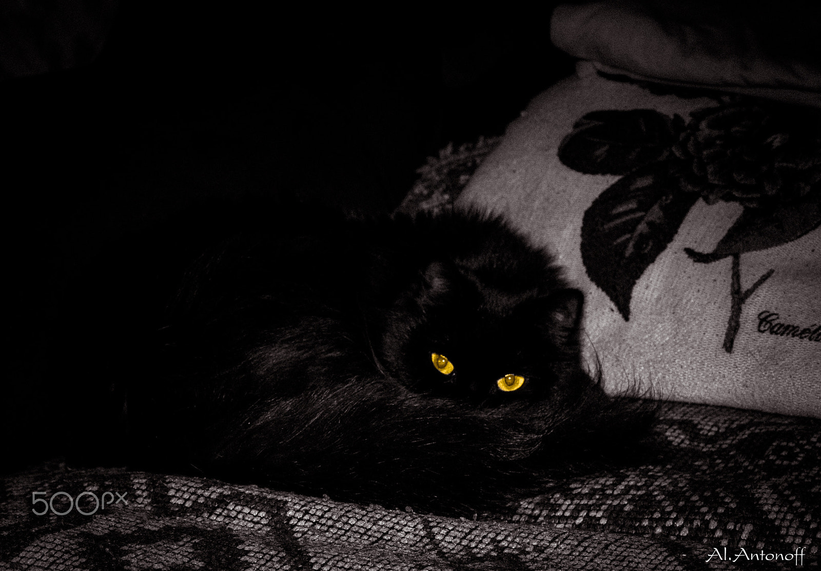 Tamron SP AF 17-50mm F2.8 XR Di II LD Aspherical (IF) sample photo. Nochka (cat) photography