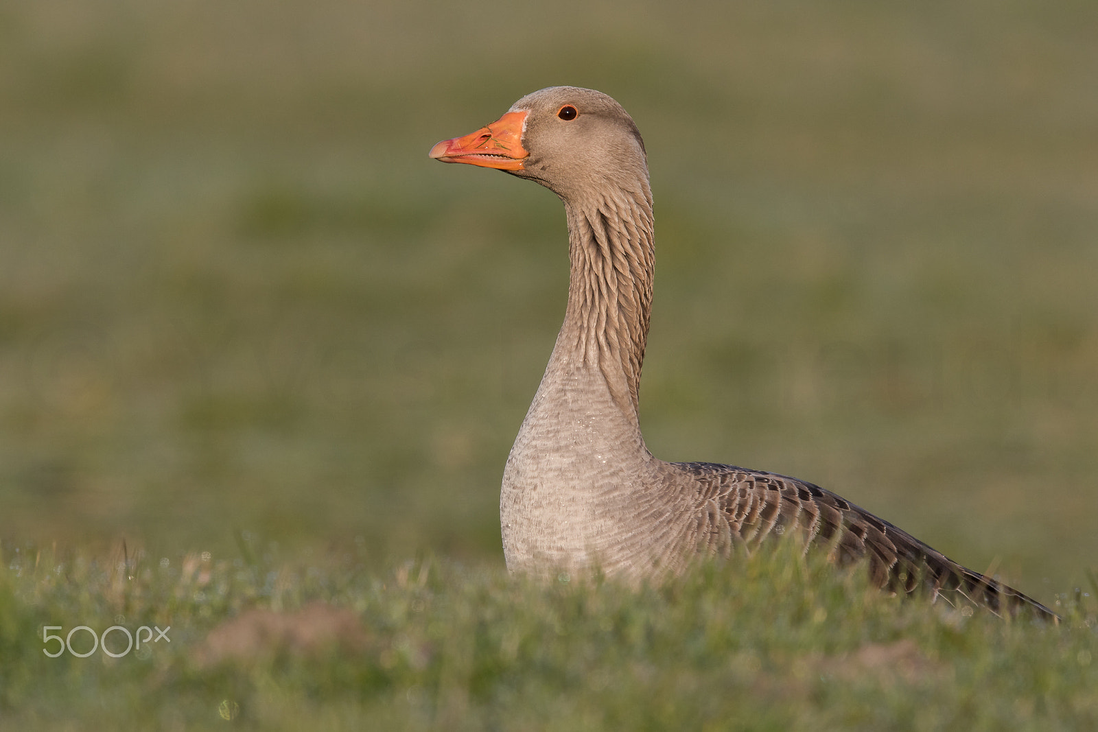 Canon EF 500mm F4L IS II USM sample photo. Greylag goose photography