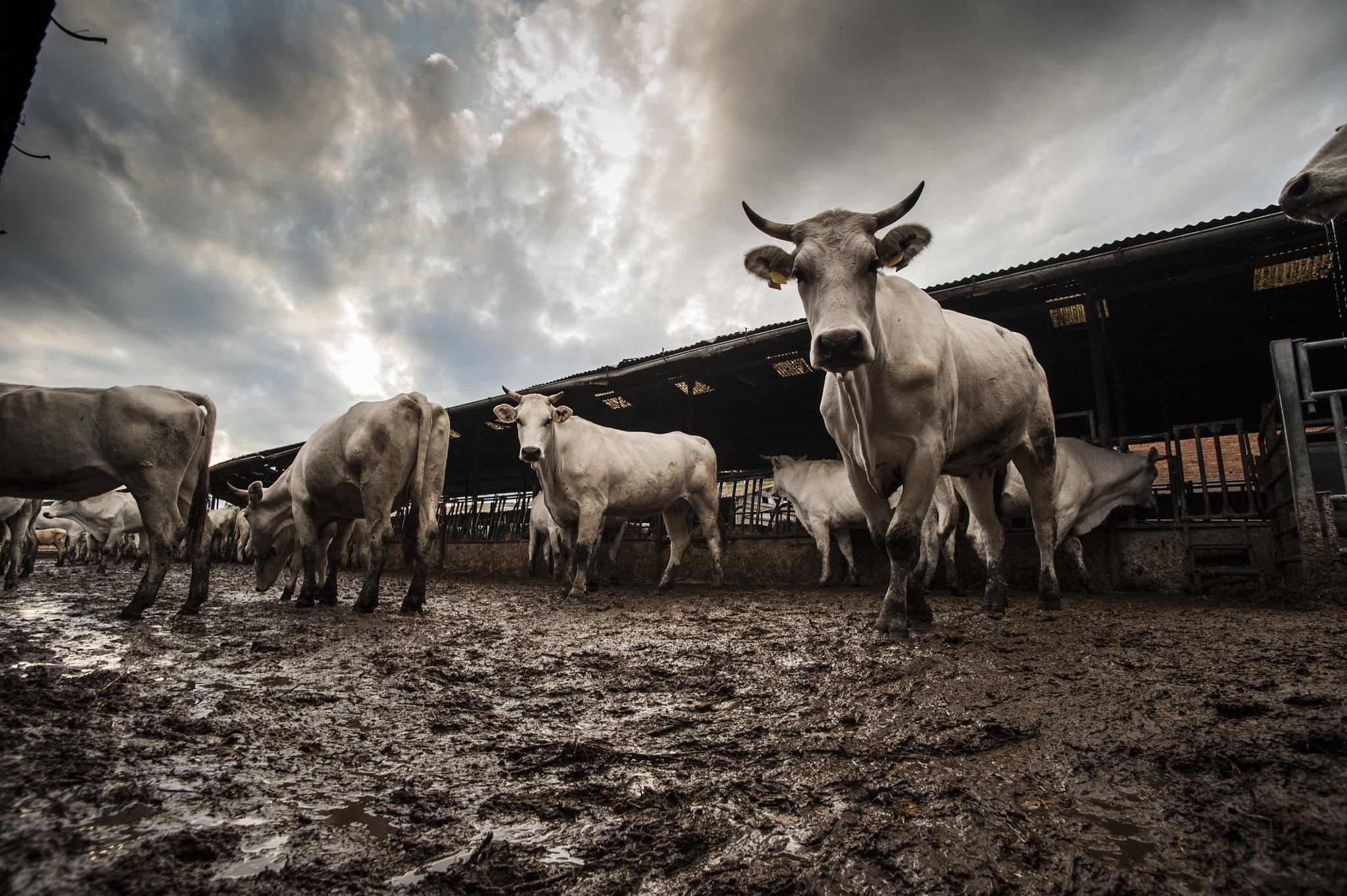 Nikon D700 sample photo. Chianina queen photography