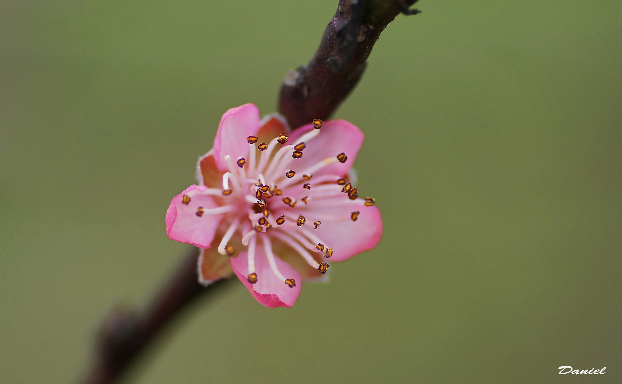 Sony SLT-A77 + Tamron SP AF 90mm F2.8 Di Macro sample photo. Dsc photography