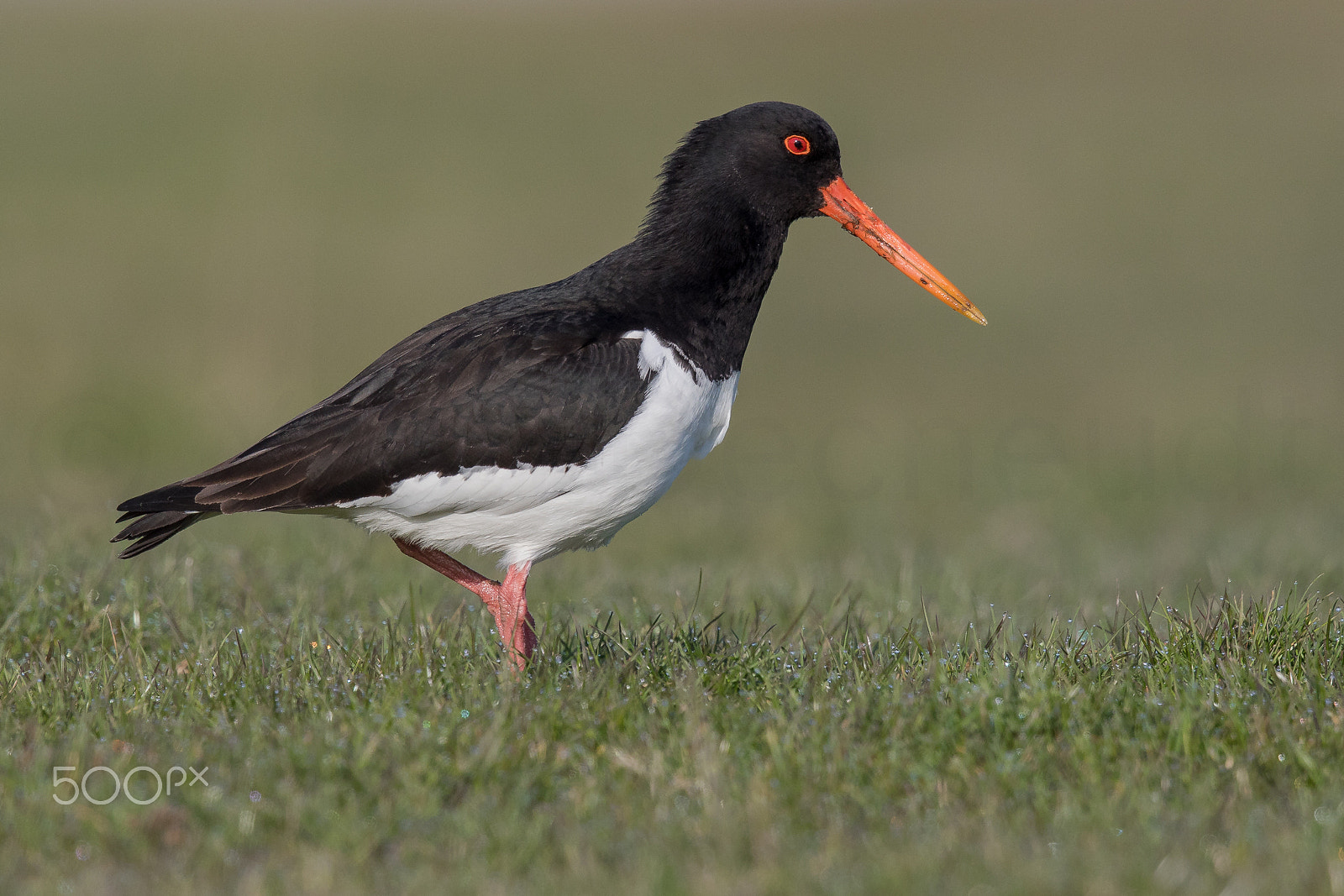 Canon EOS 7D Mark II sample photo. Oystercatcher photography