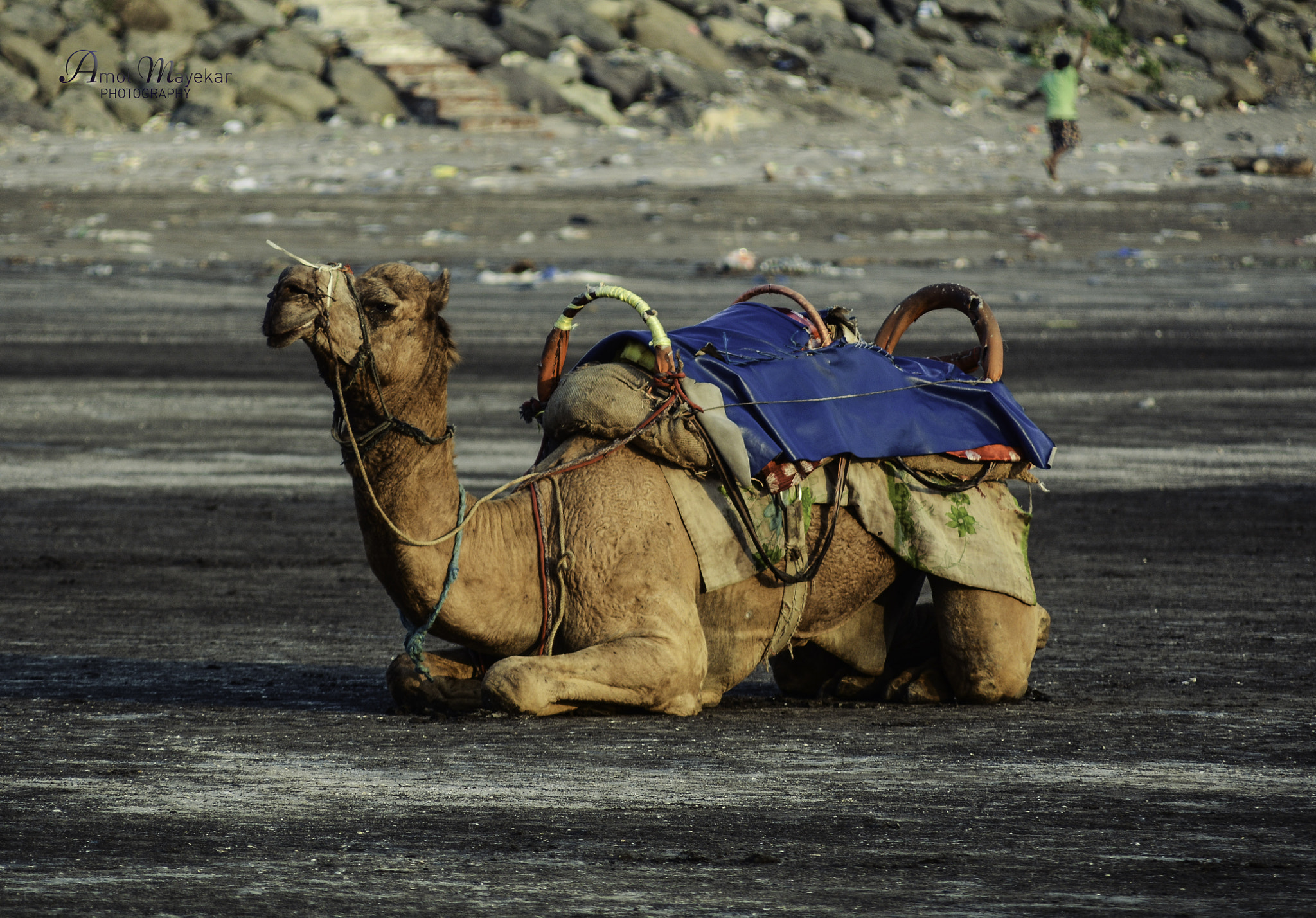 Nikon D7100 + Sigma 28-300mm F3.5-6.3 DG Macro sample photo. Camel sitting @ beach photography
