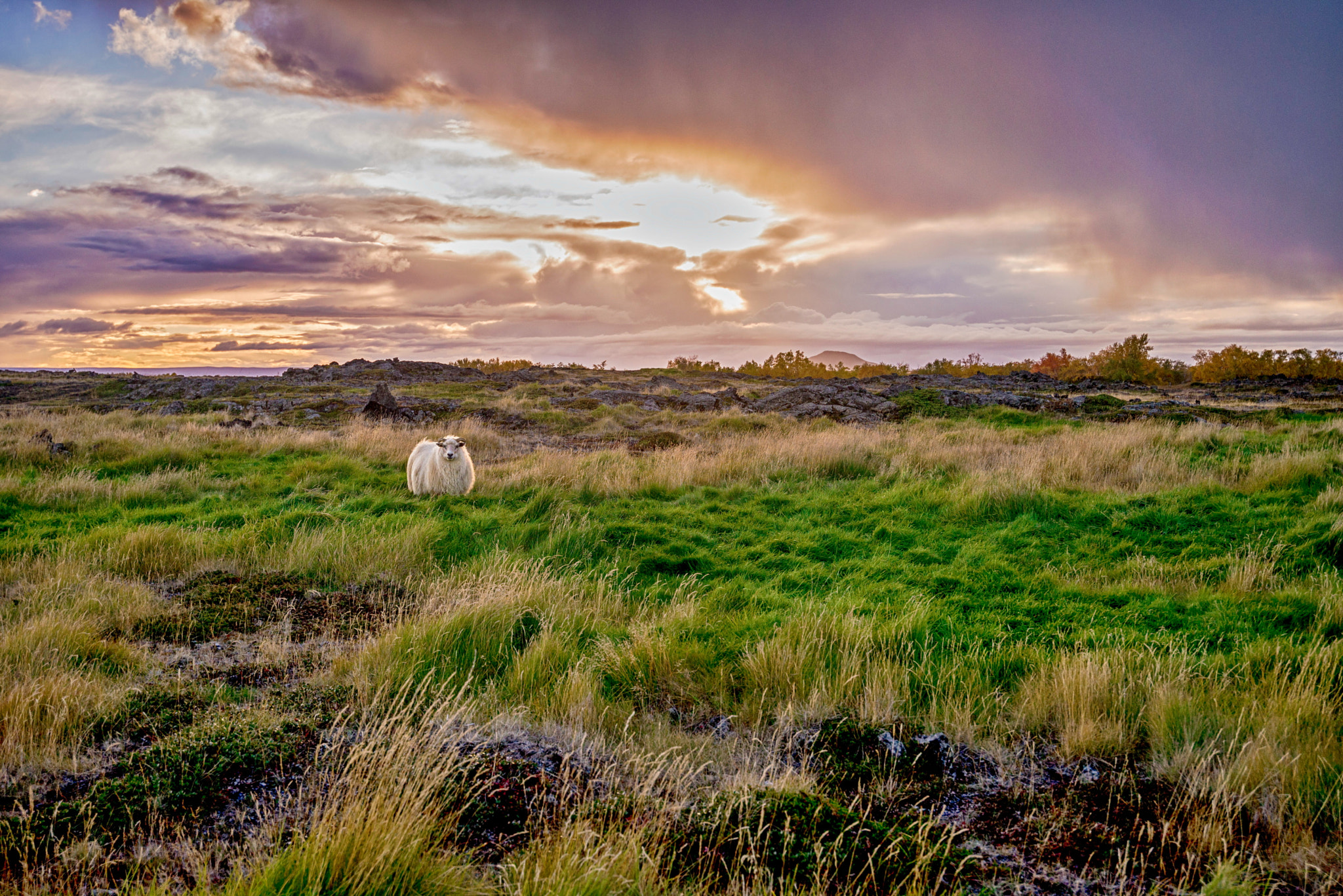 Nikon AF-S Nikkor 18-35mm F3.5-4.5G ED sample photo. Sheep photography