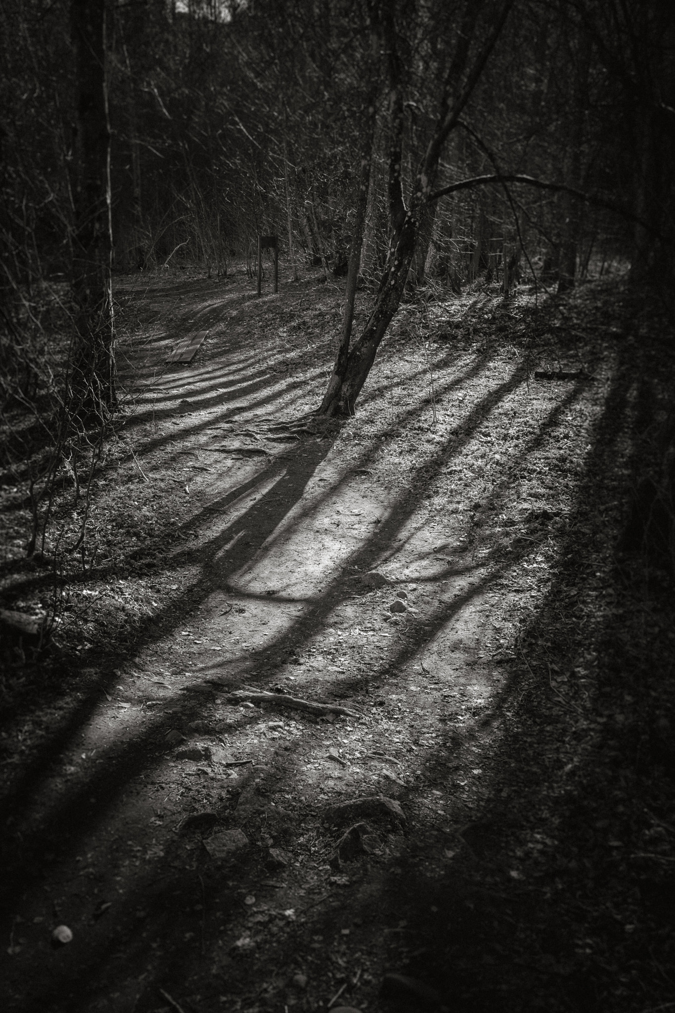 Fujifilm X-Pro1 sample photo. Forest's shadows photography