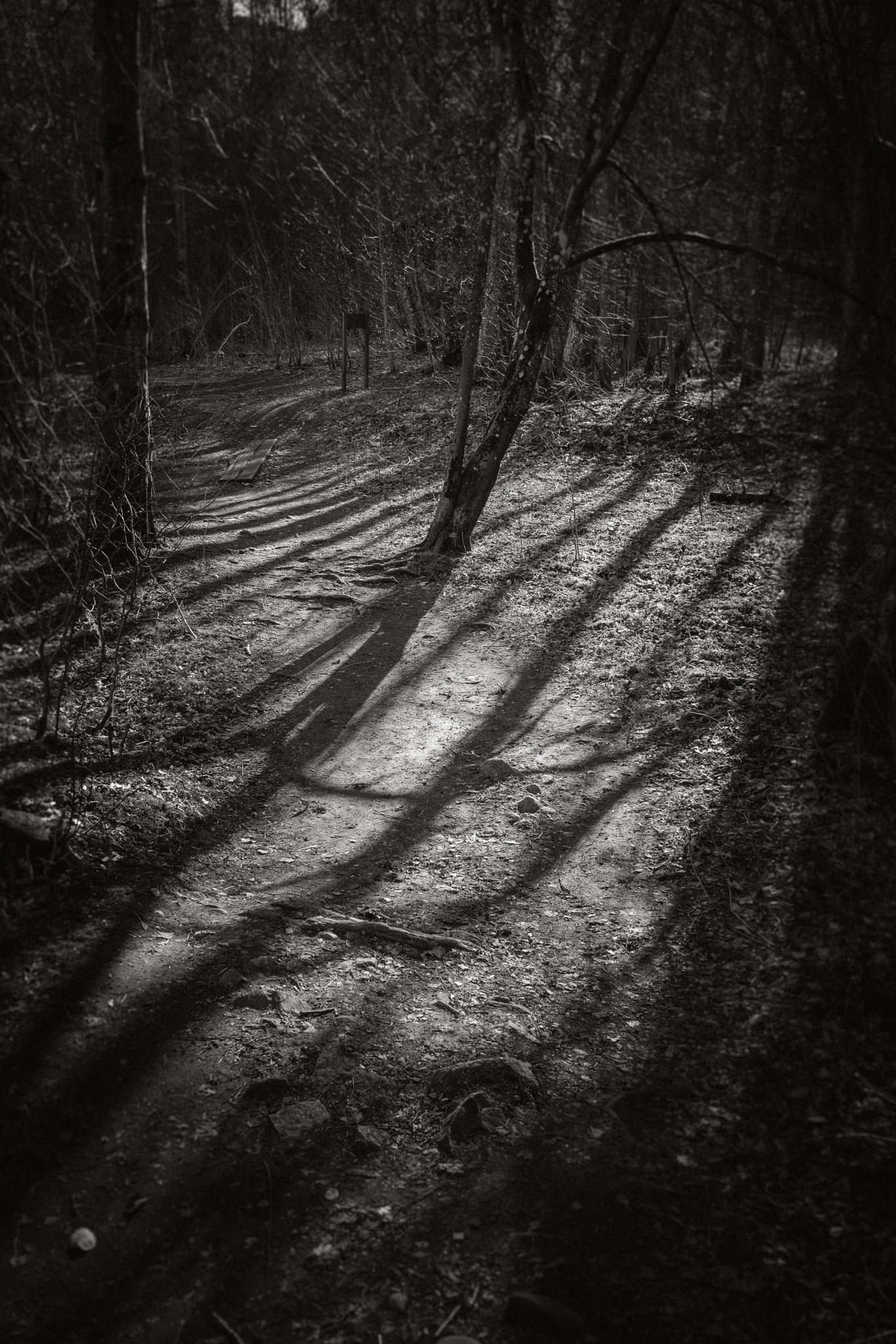 Fujifilm X-Pro1 + Fujifilm XF 23mm F2 R WR sample photo. Forest's shadows photography