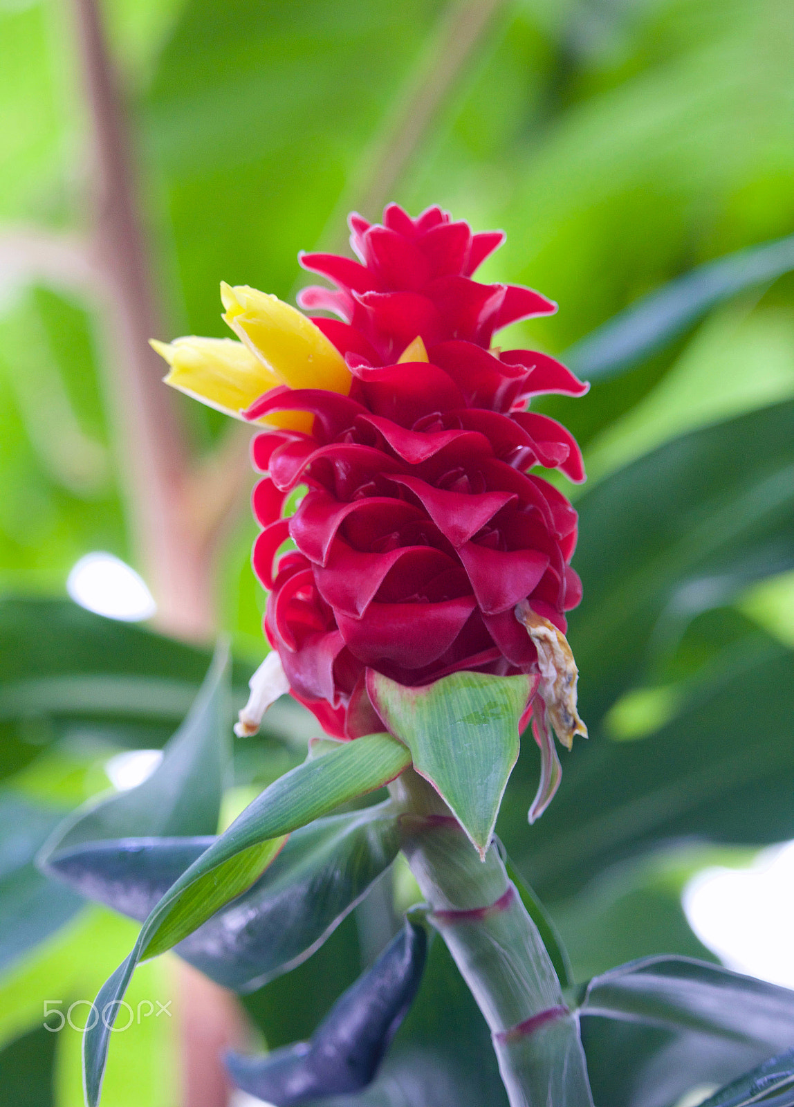 Canon EF-S 55-250mm F4-5.6 IS STM sample photo. Bud burst photography