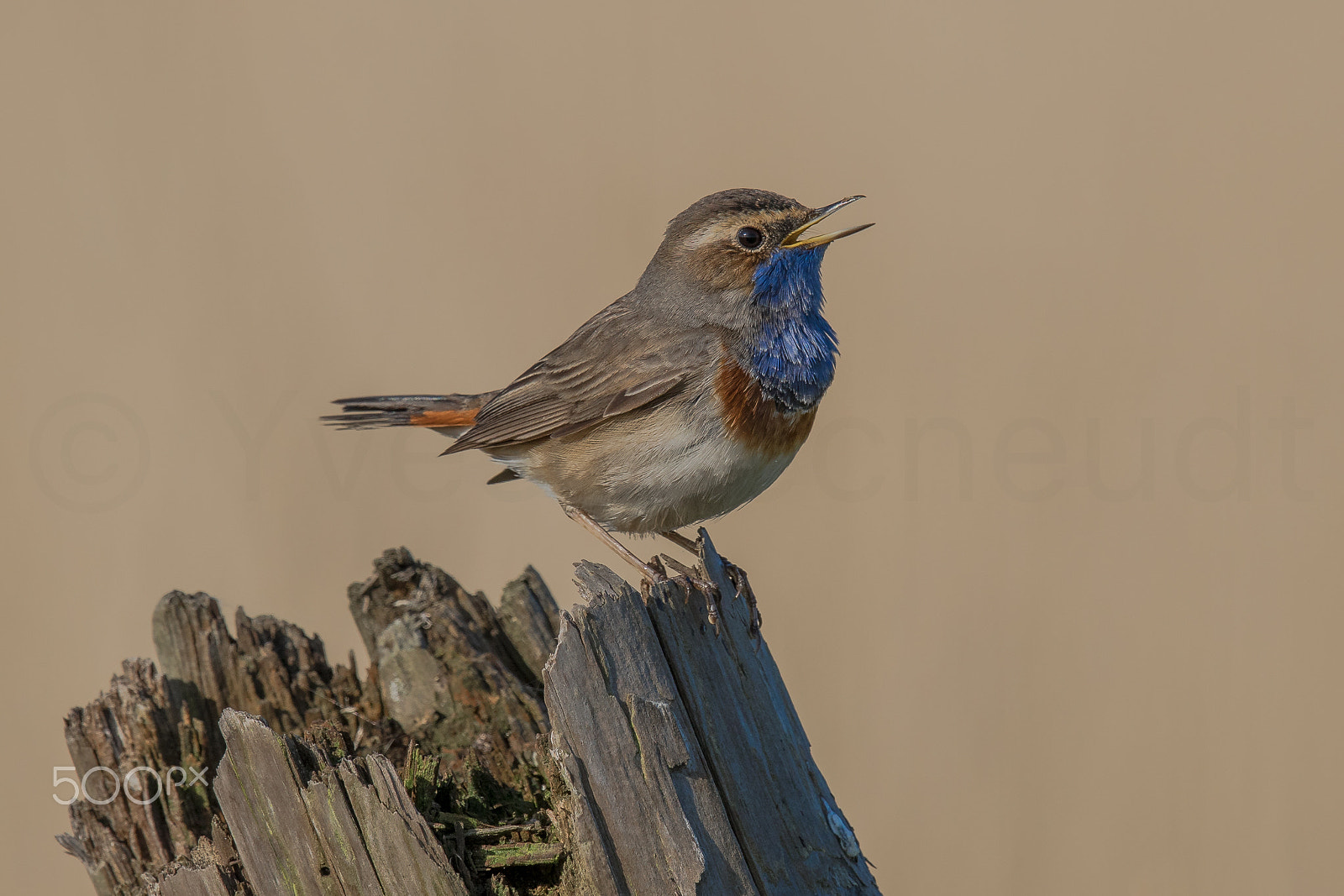 Canon EF 500mm F4L IS II USM sample photo. Bluetroat photography
