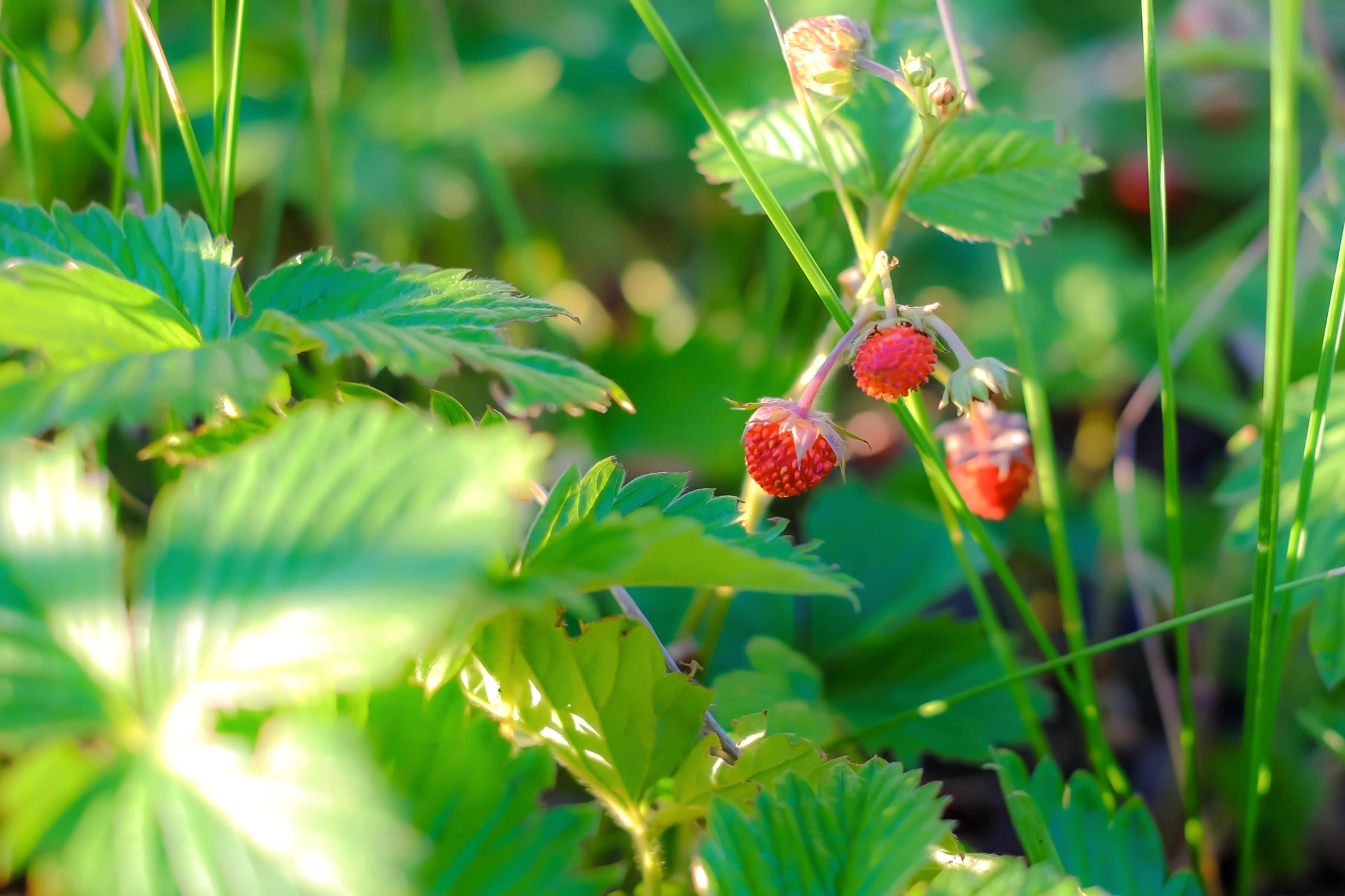 Fujifilm X-E2 + Fujifilm XF 35mm F1.4 R sample photo. Strawberry photography