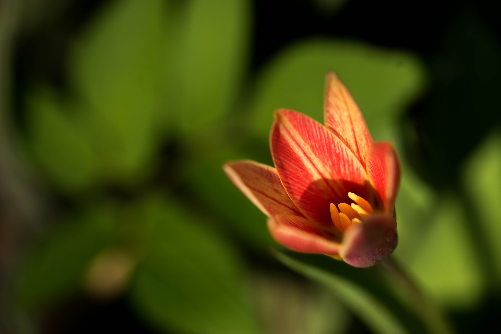 Sony a7 II + Sony FE 90mm F2.8 Macro G OSS sample photo. To go or not to go full sunshine photography