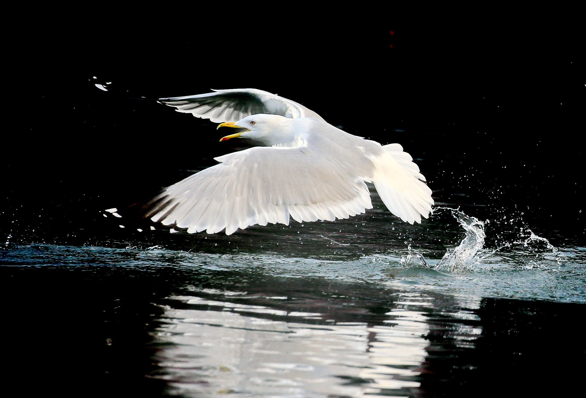 Canon EOS-1D X sample photo. Ready go ! photography