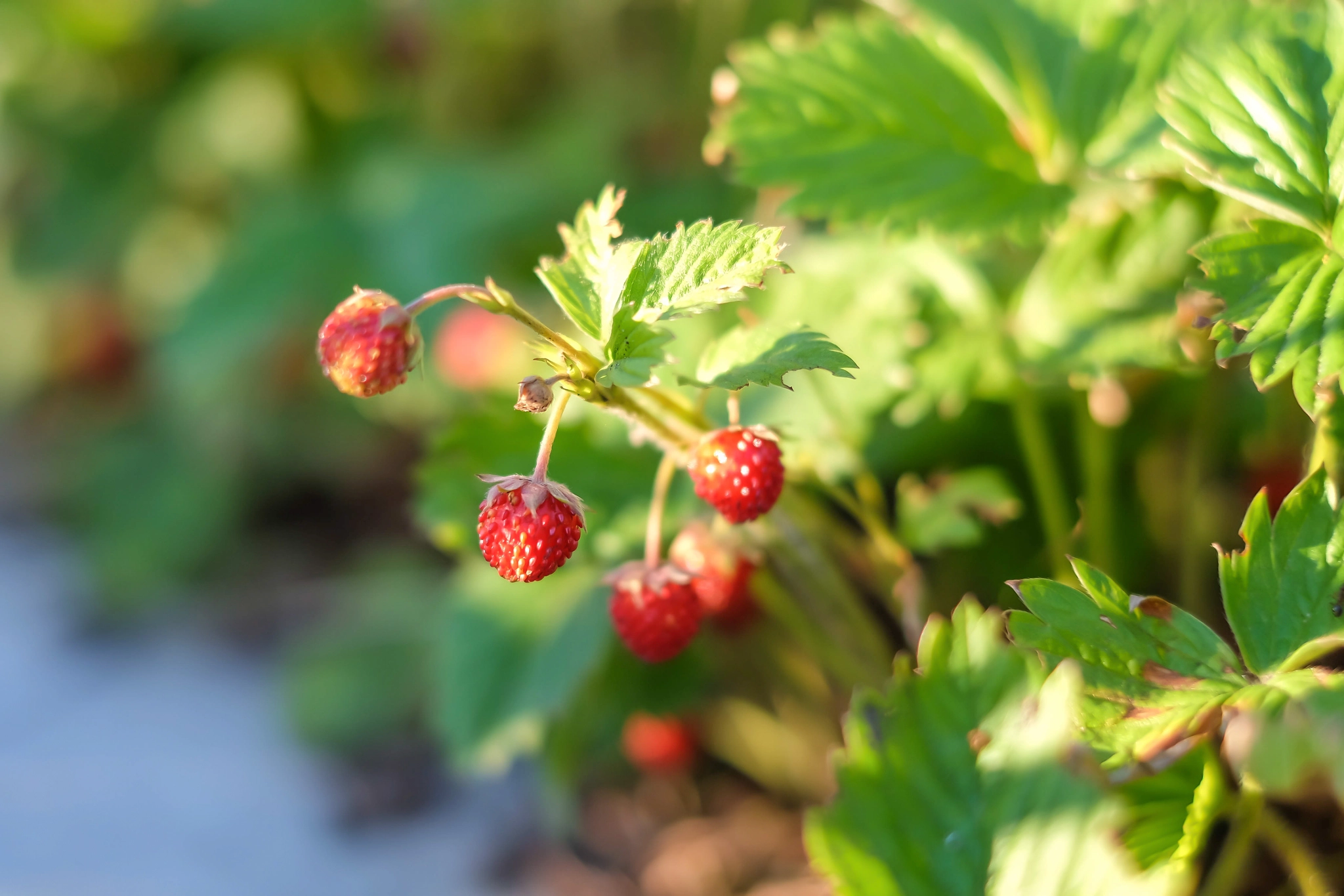 Fujifilm X-E2 + Fujifilm XF 35mm F1.4 R sample photo. Strawberry photography