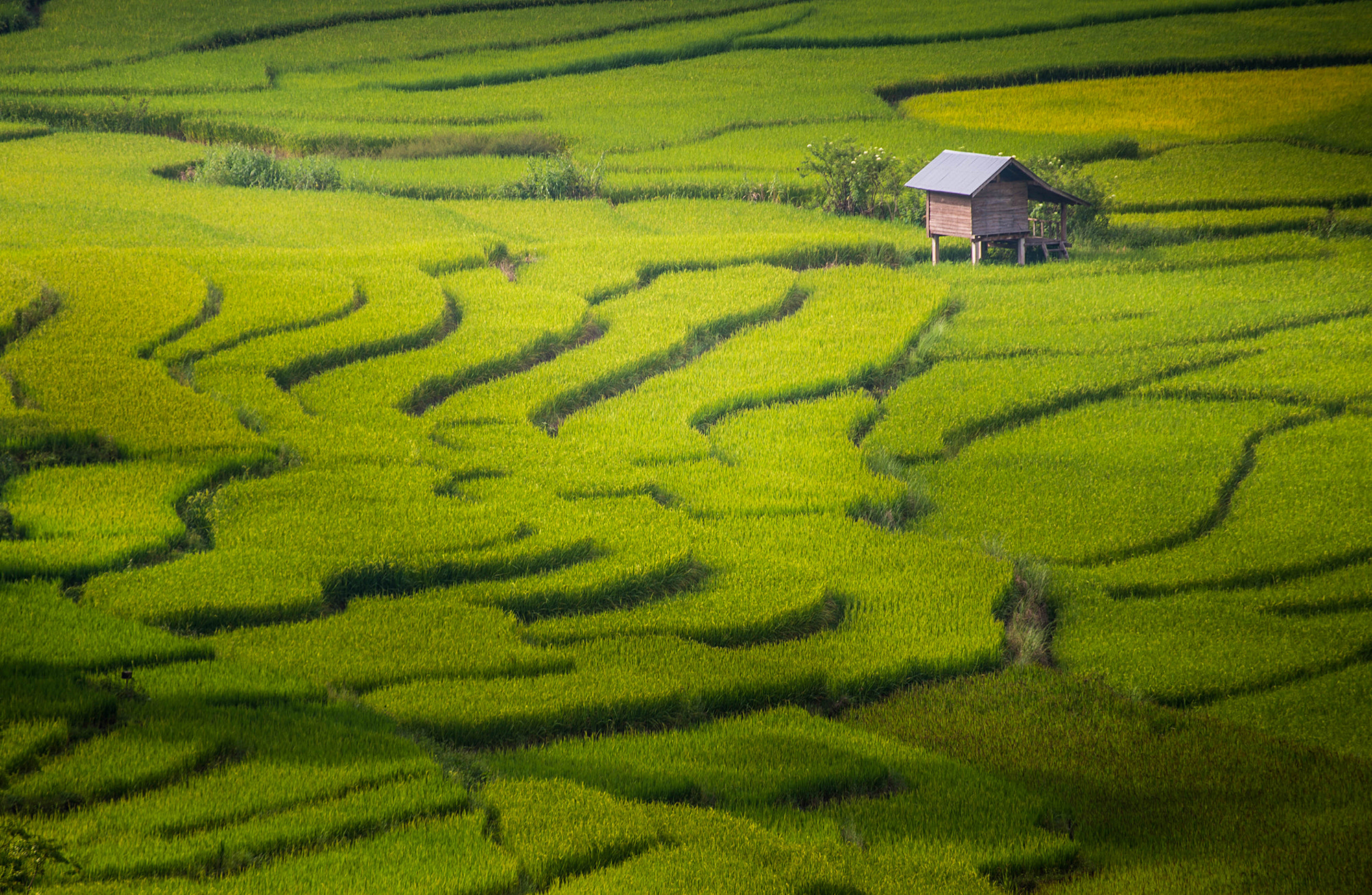 Nikon Df sample photo. Rice field thailand photography