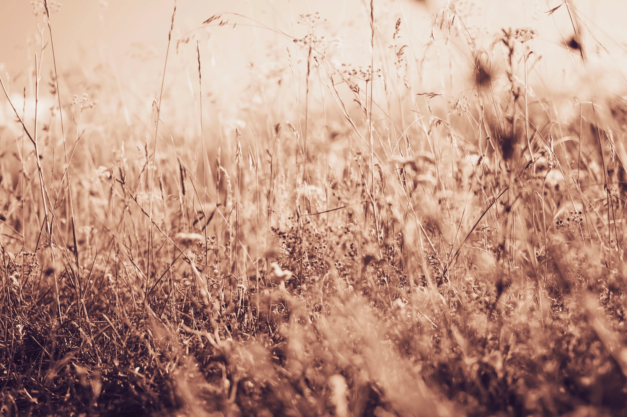 Canon EOS 650D (EOS Rebel T4i / EOS Kiss X6i) sample photo. Red grass photography