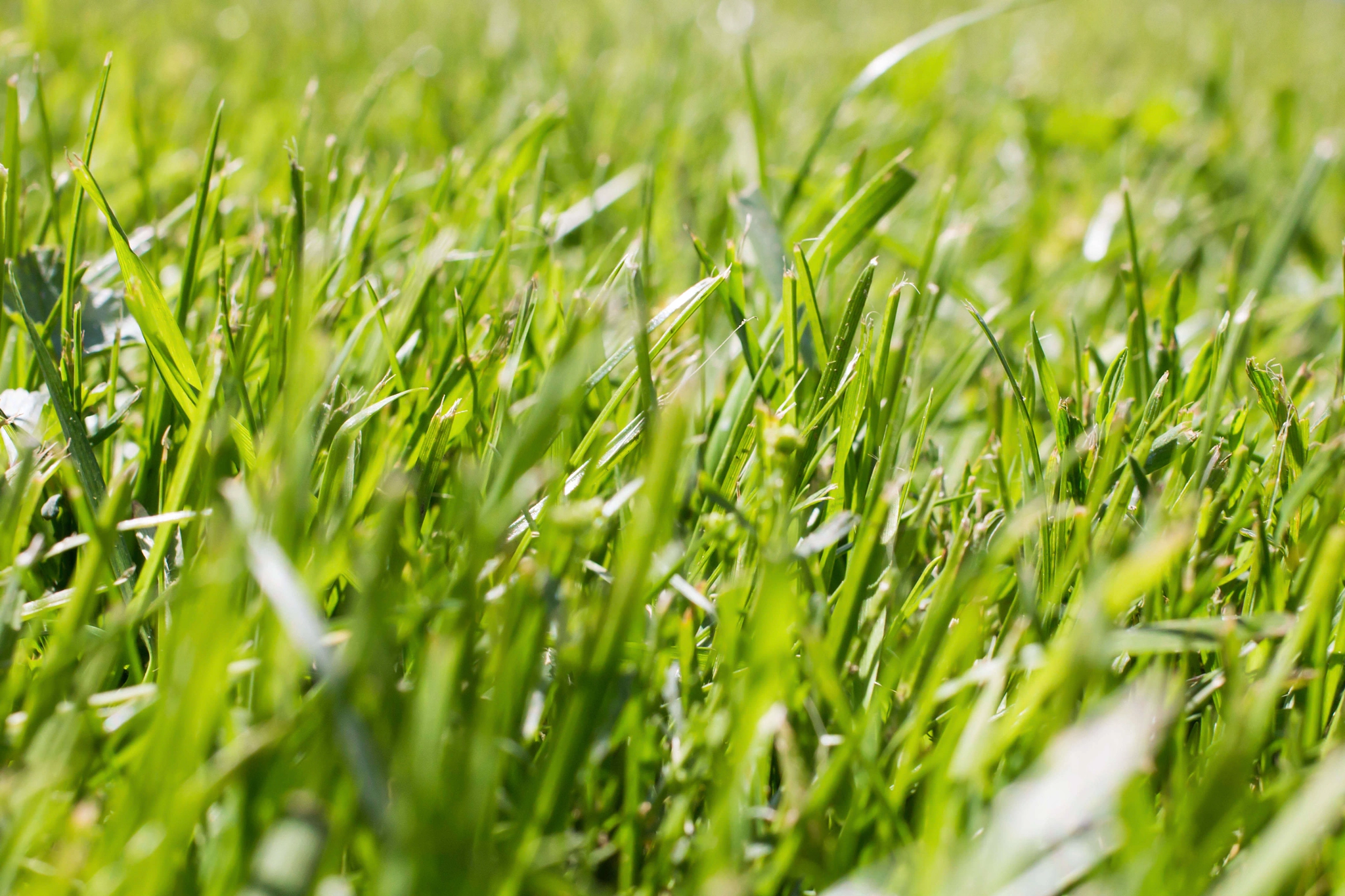 Canon EOS 650D (EOS Rebel T4i / EOS Kiss X6i) sample photo. Grass photography