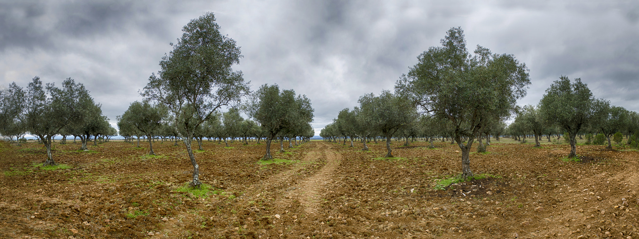 Nikon AF-S Nikkor 24-70mm F2.8G ED sample photo. Aceituneros de ciudad real photography