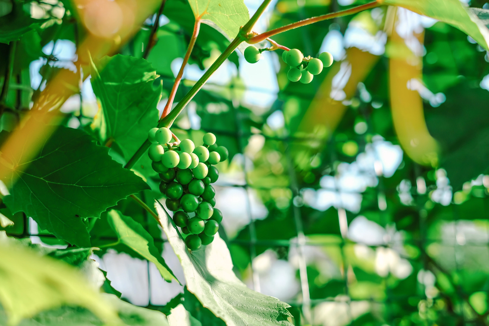 Fujifilm X-E2 + Fujifilm XF 35mm F1.4 R sample photo. Grape photography