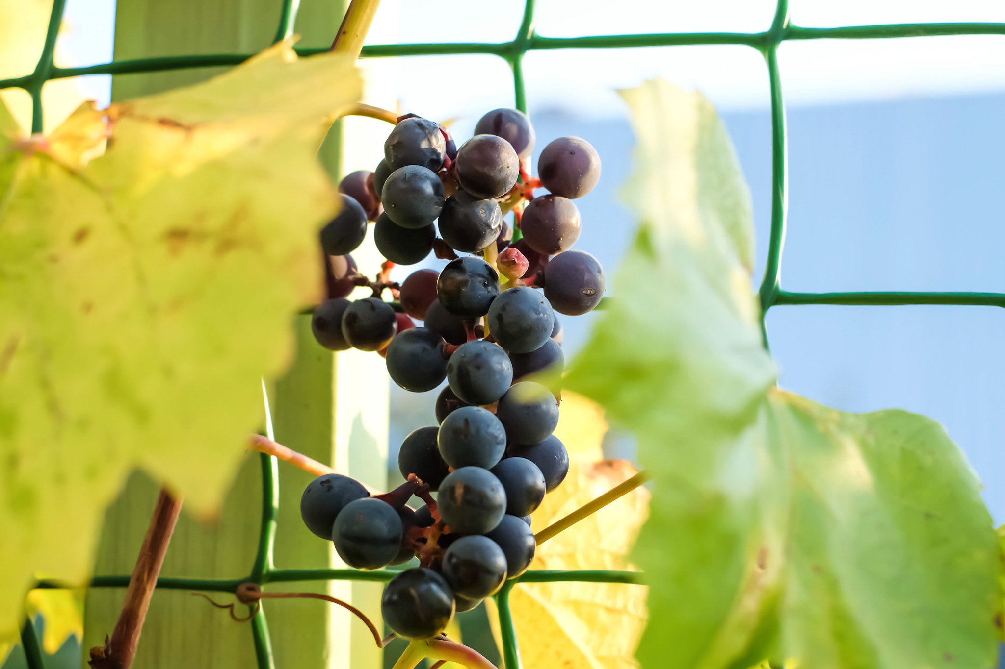 Fujifilm X-E2 + Fujifilm XF 35mm F1.4 R sample photo. Grape photography