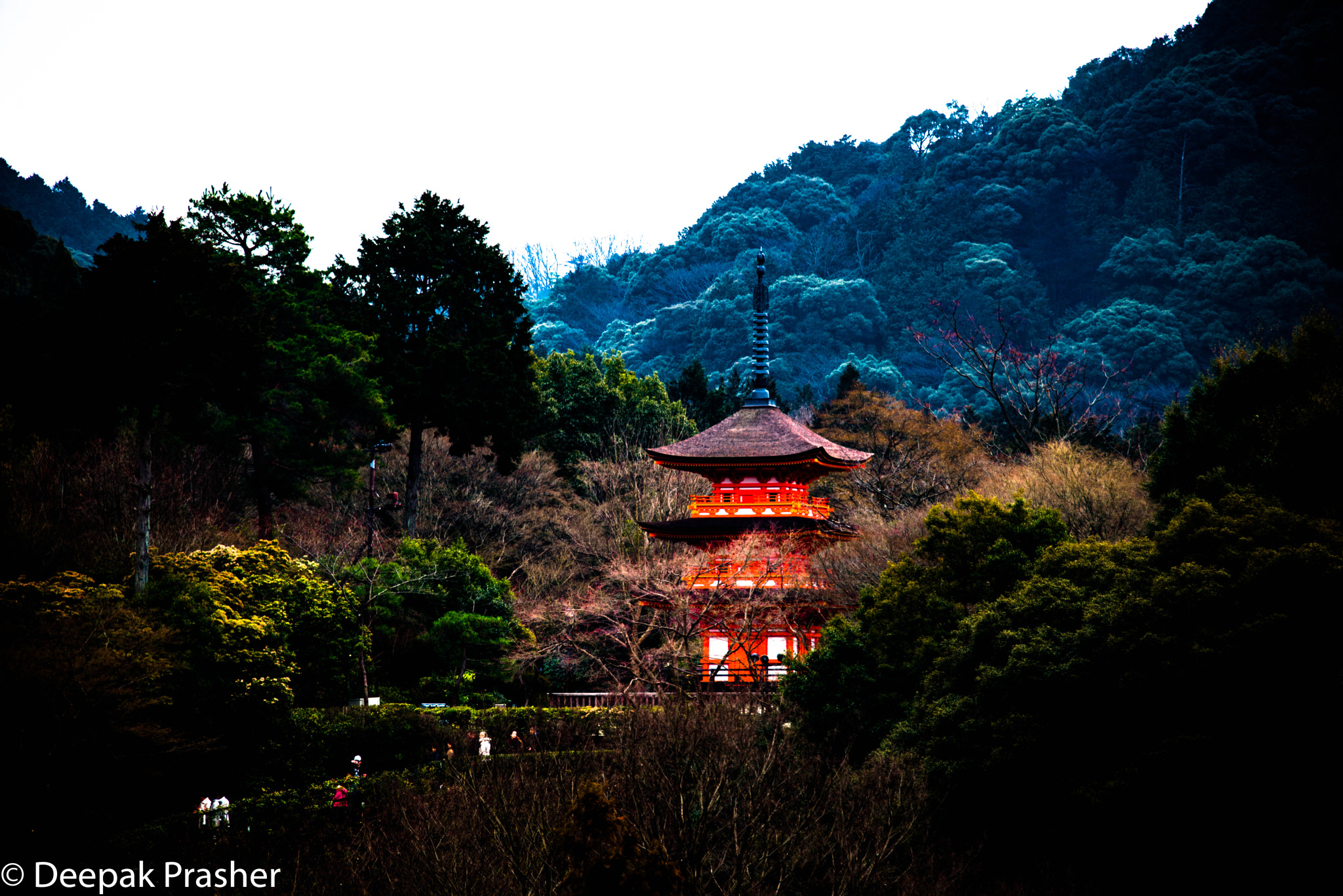 Nikon D800 sample photo. Shining shrine photography