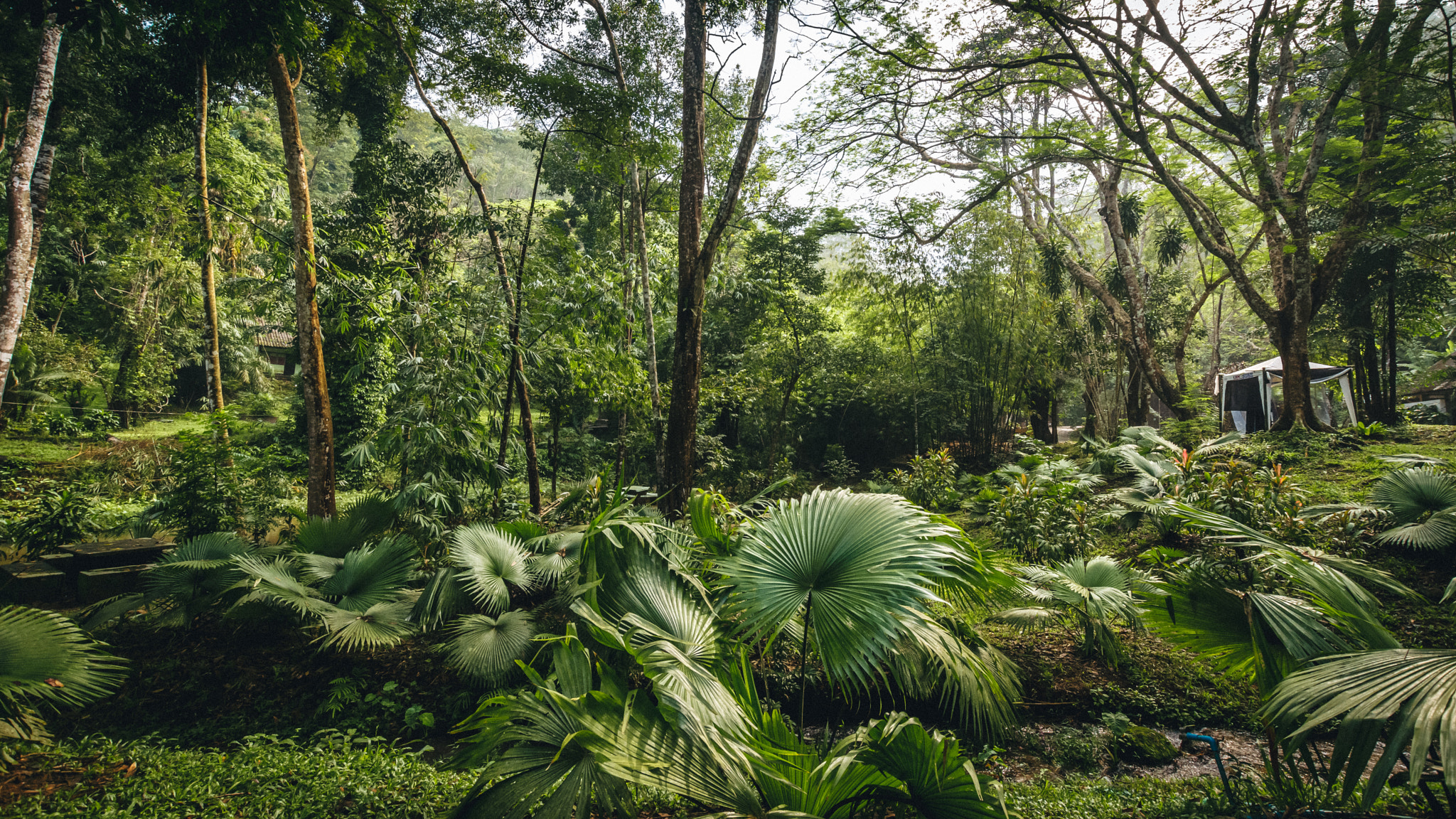 Sigma 10-20mm F3.5 EX DC HSM sample photo. Rainforest near the gibbon sanctuary at bang pae waterfall photography