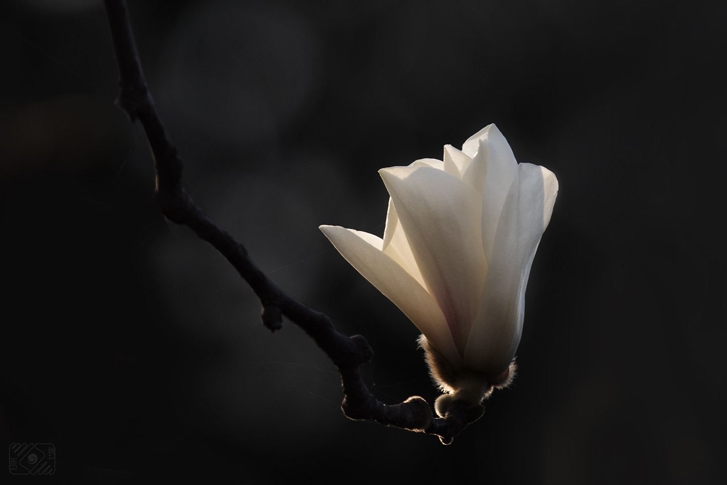 Canon EF 70-200mm F2.8L IS II USM sample photo. Magnolia denudata desr photography