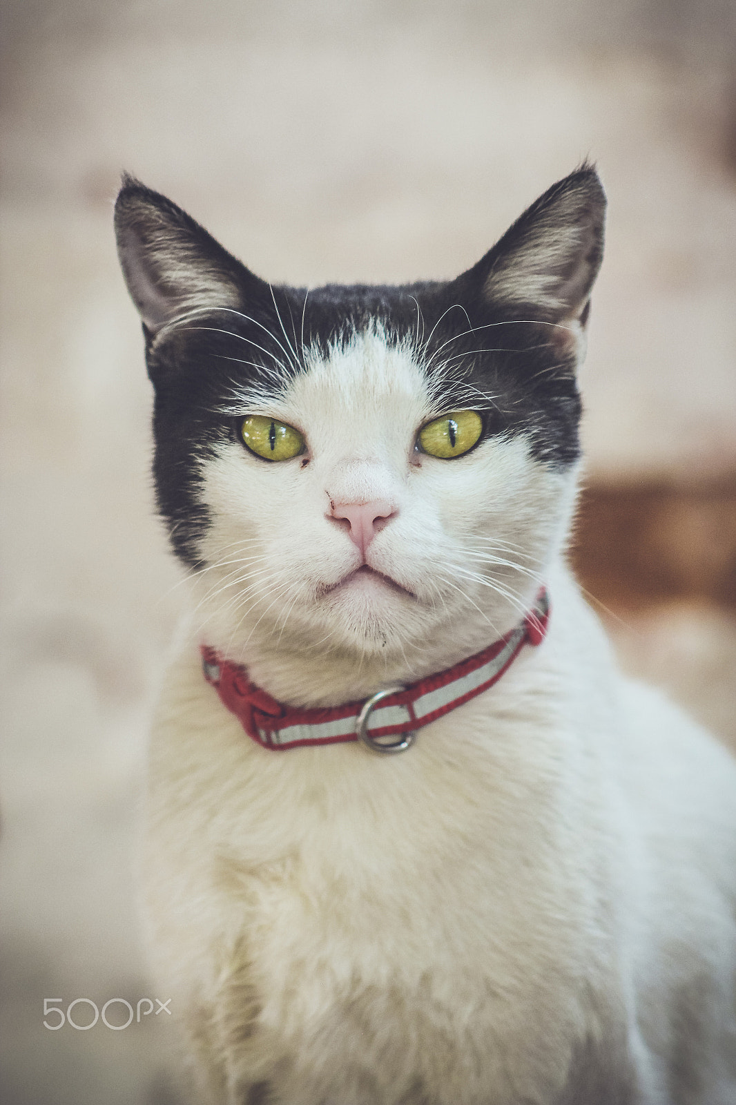 EF75-300mm f/4-5.6 sample photo. Purrrfect photography