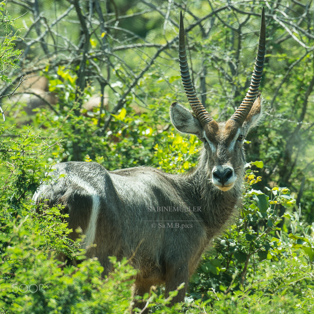 Nikon AF-S Nikkor 70-200mm F2.8G ED VR II sample photo. Imposant - waterbuck, sa photography
