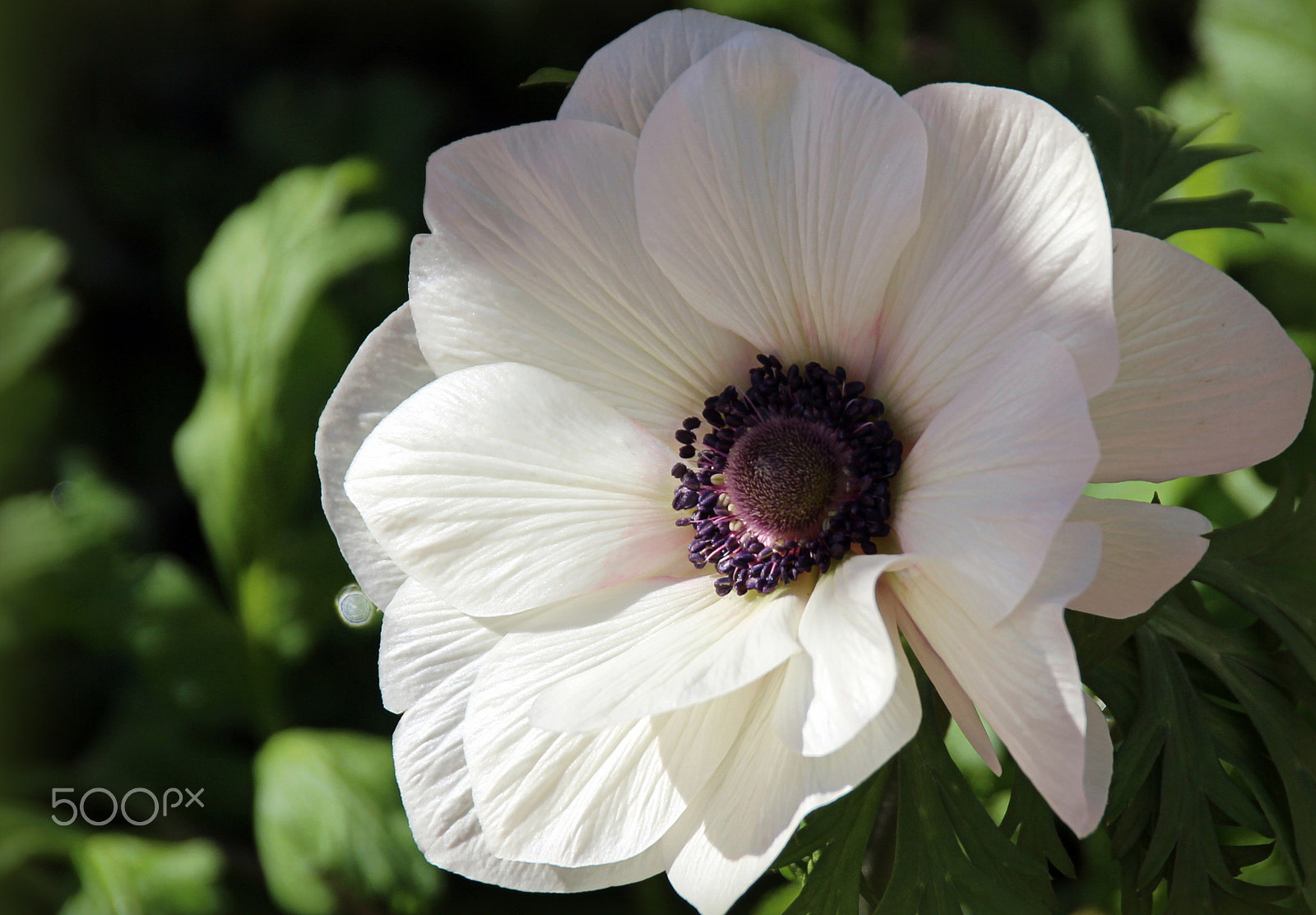 Sigma 18-250mm F3.5-6.3 DC OS HSM sample photo. Douceur de fleur... photography
