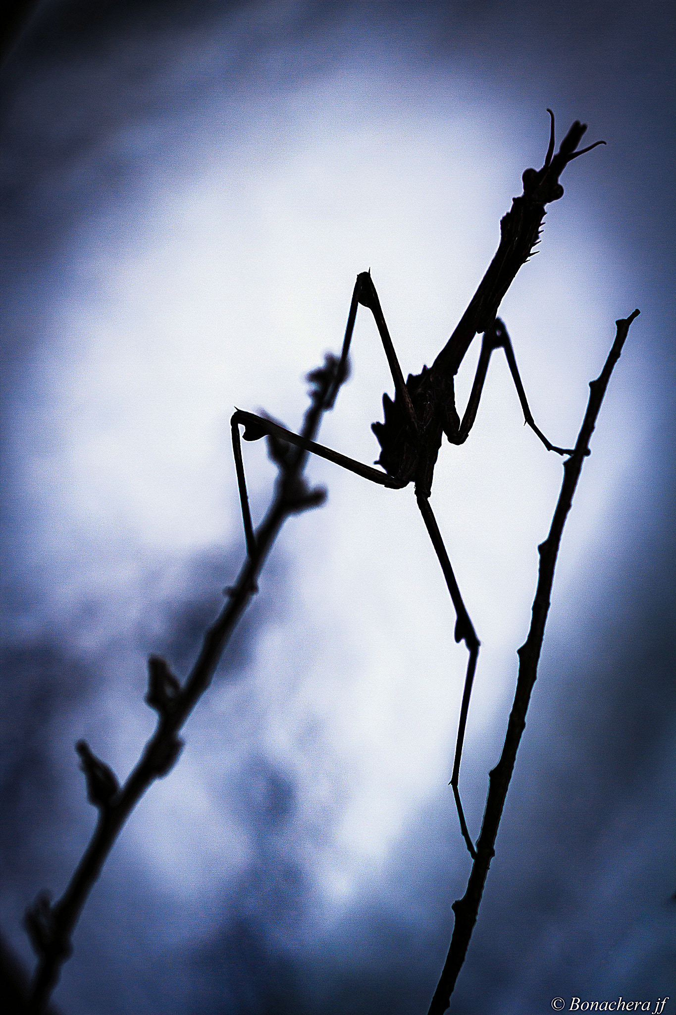 Sigma 150mm f/2.8 EX DG OS HSM APO Macro sample photo. Aliens are back!! photography
