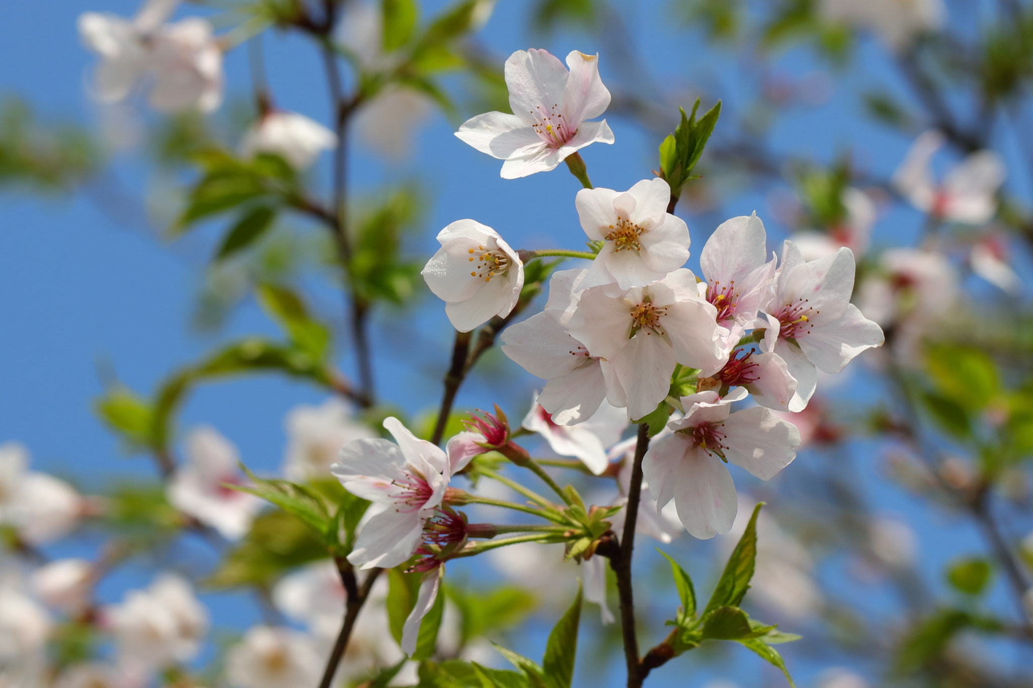 Canon EF 100mm F2.8L Macro IS USM sample photo. Prunus subhirtella miq photography