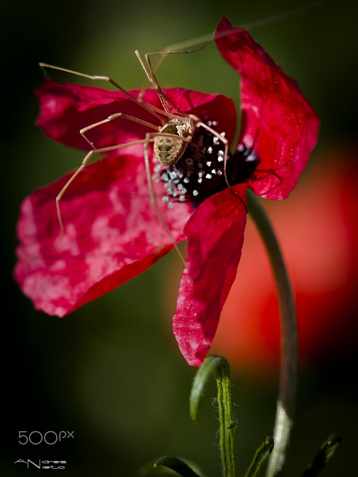 Canon EF 100mm F2.8 Macro USM sample photo. "araña y amapola" photography