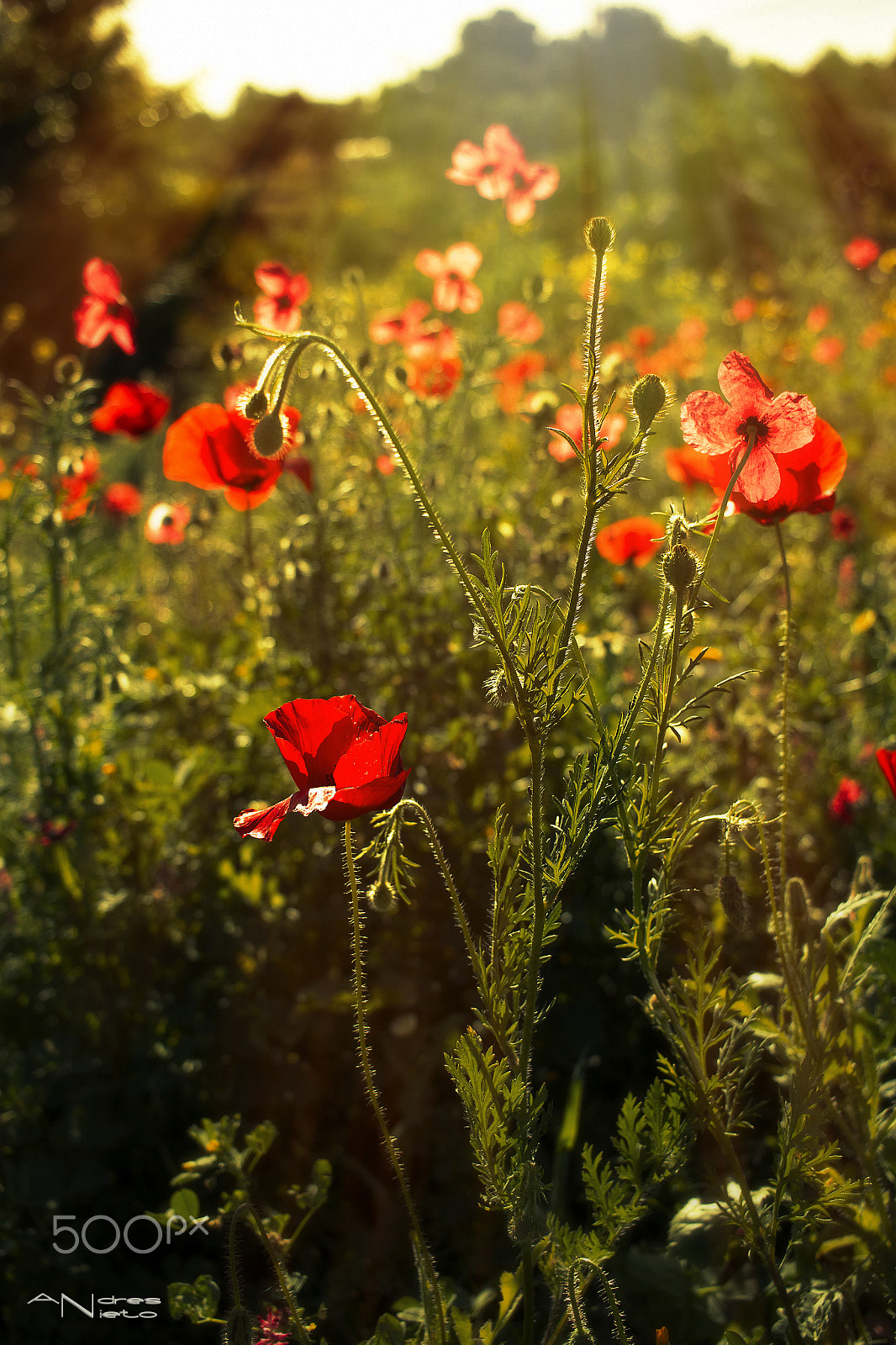 Canon EF-S 24mm F2.8 STM sample photo. Amapolas silvestres photography