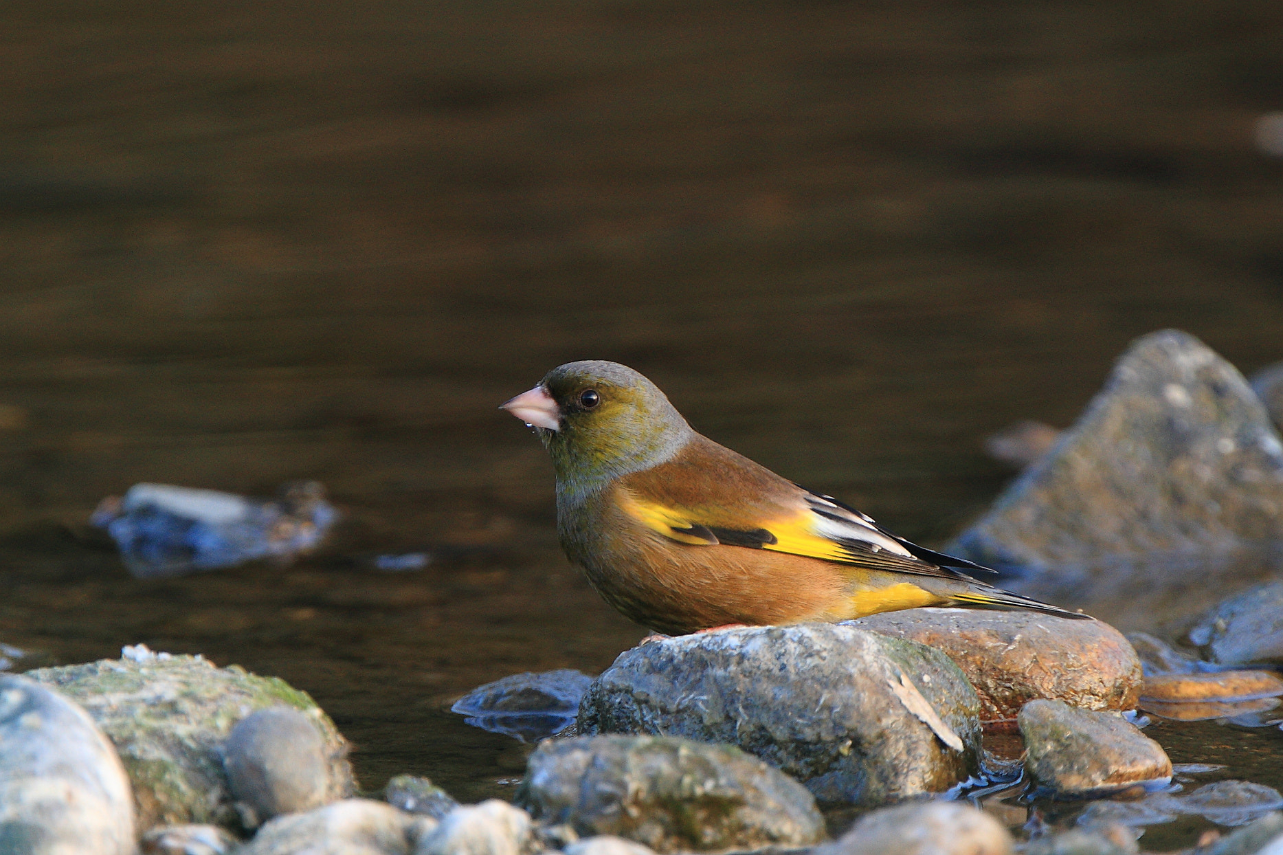 Canon EOS 7D + Canon EF 400mm F4.0 DO IS USM sample photo. Carduelis sinica photography