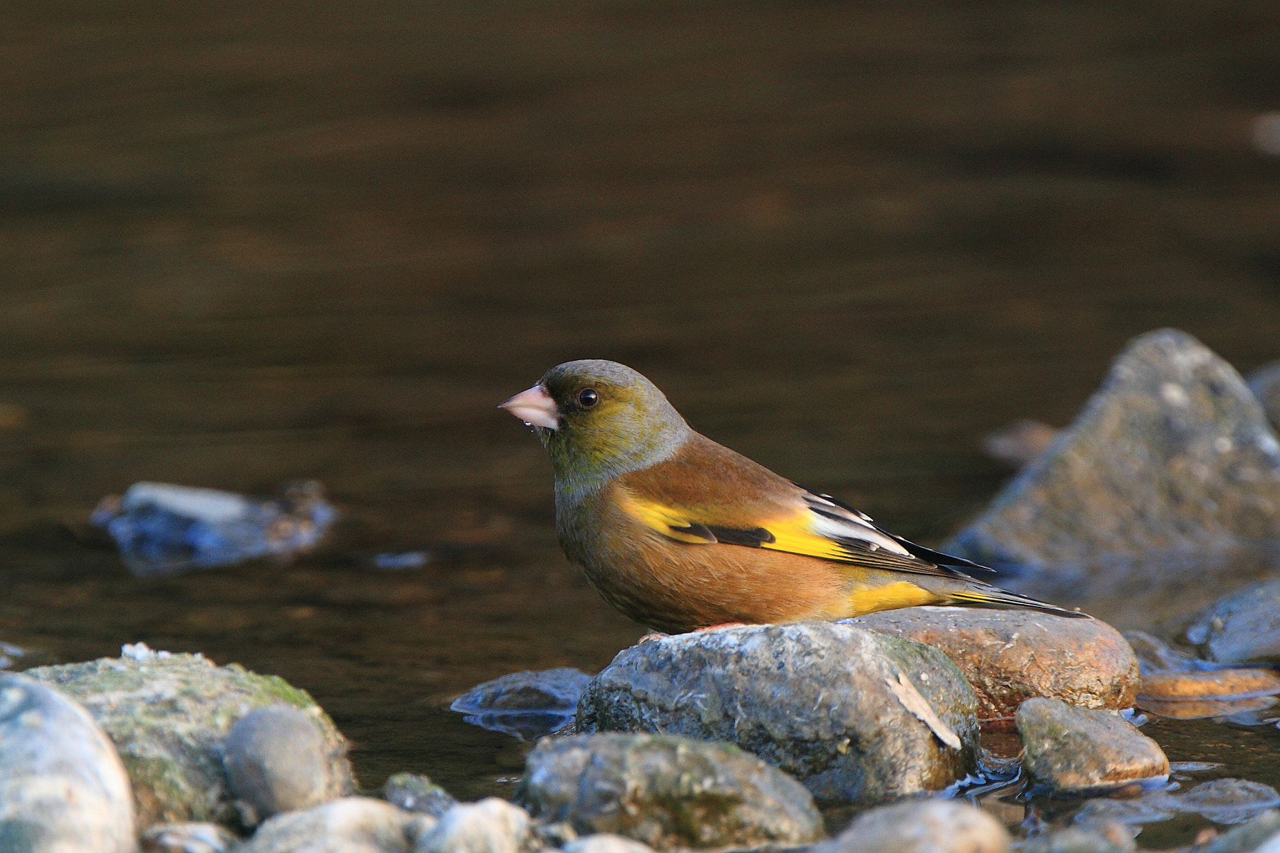 Canon EF 400mm F4.0 DO IS USM sample photo. Carduelis sinica photography