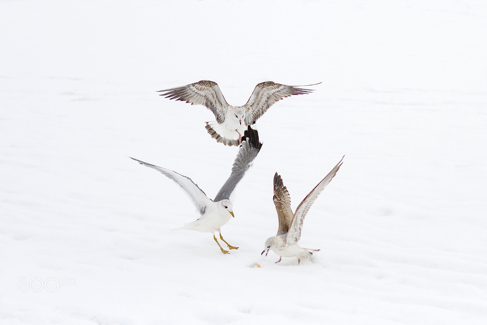 Canon EOS 7D sample photo. Seagulls photography