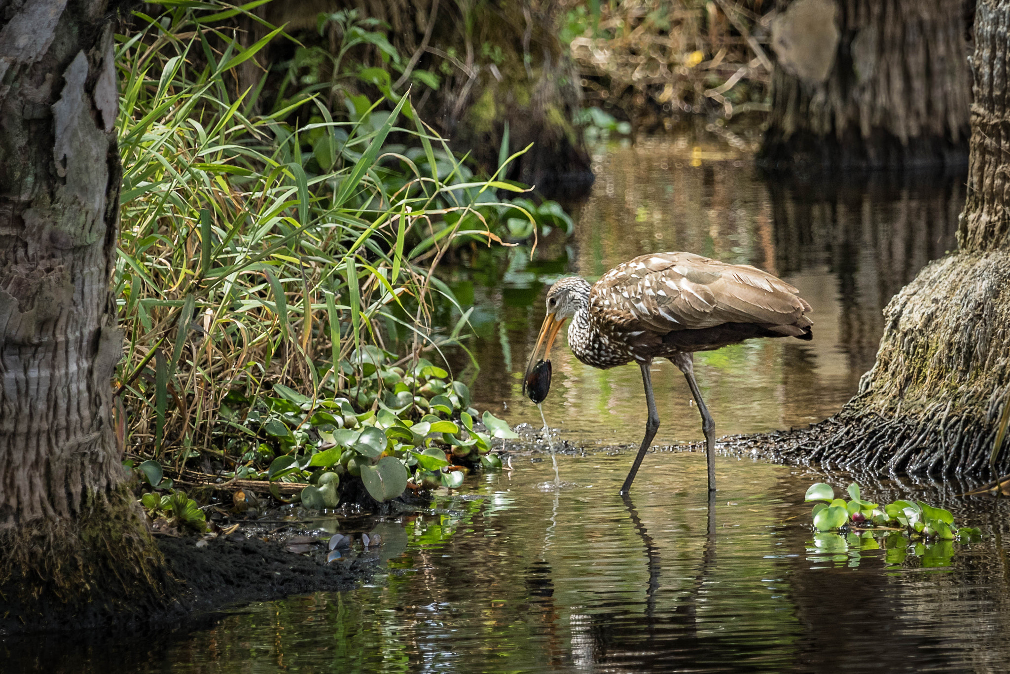 Canon EOS 7D Mark II + Canon EF 100-400mm F4.5-5.6L IS USM sample photo. Limpkin photography