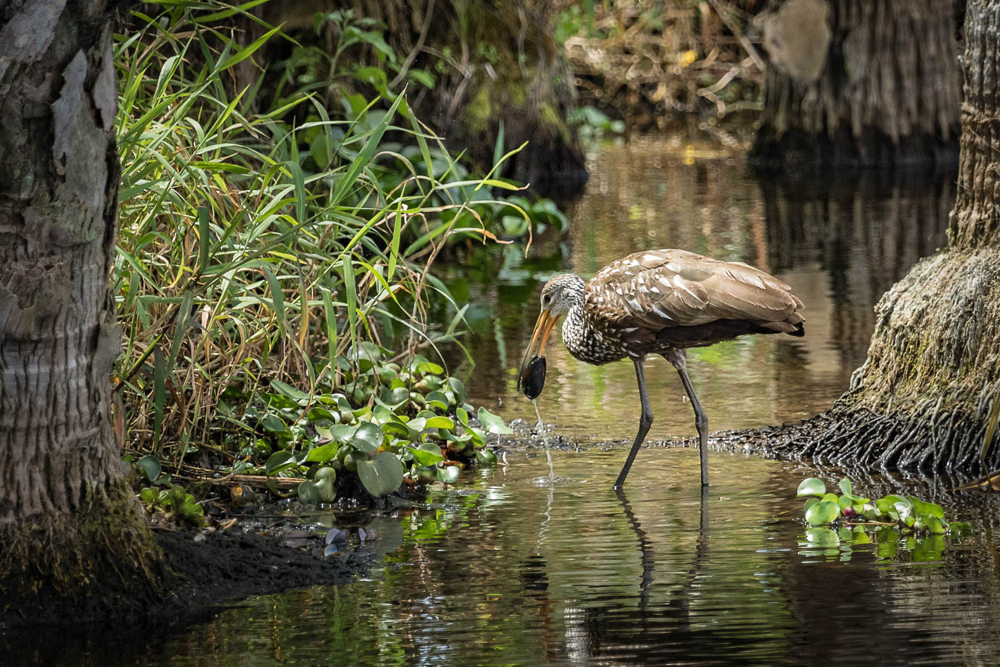Canon EF 100-400mm F4.5-5.6L IS USM sample photo. Limpkin photography