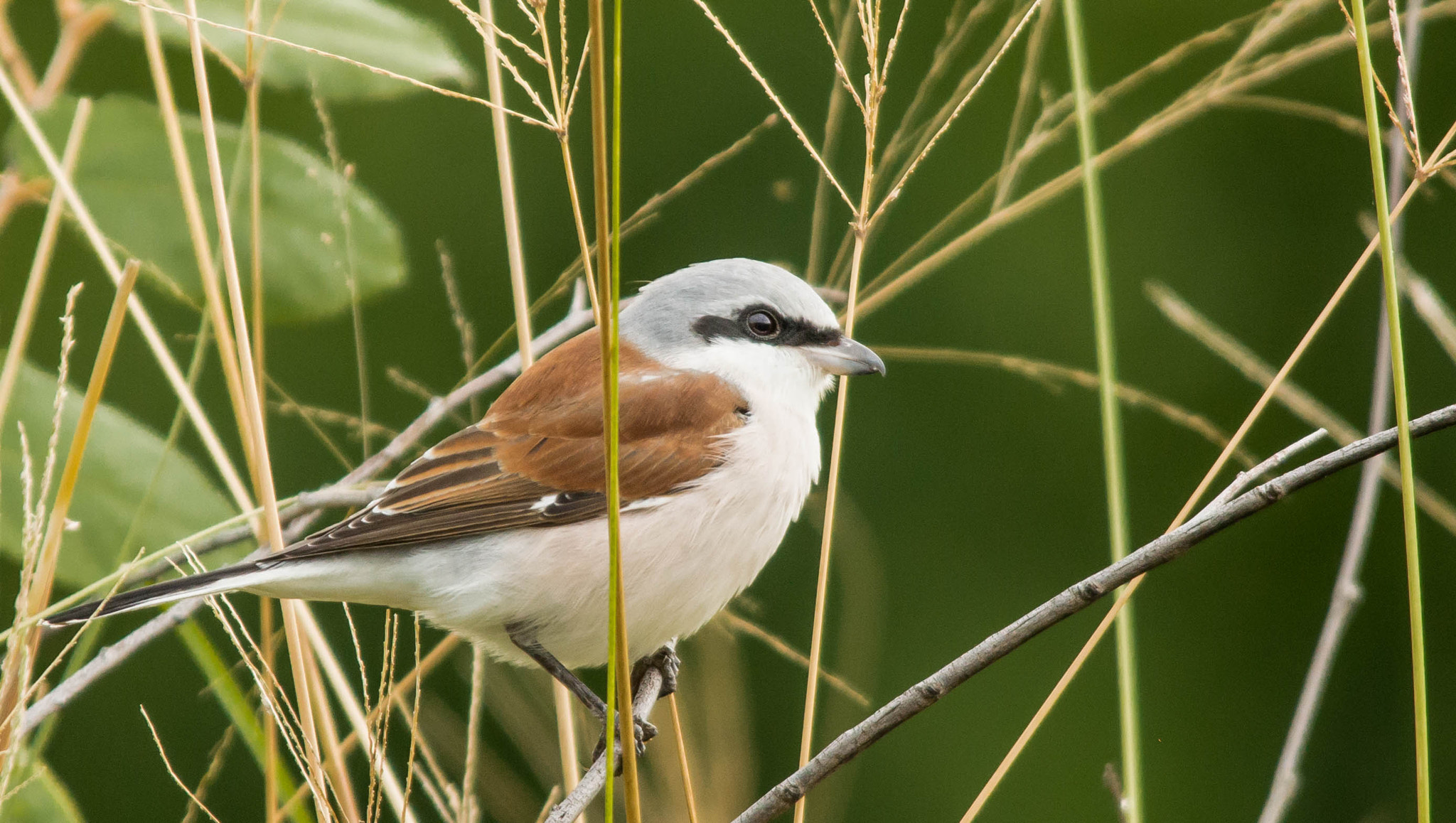Sigma 150-500mm F5-6.3 DG OS HSM sample photo. Red backed shrike photography