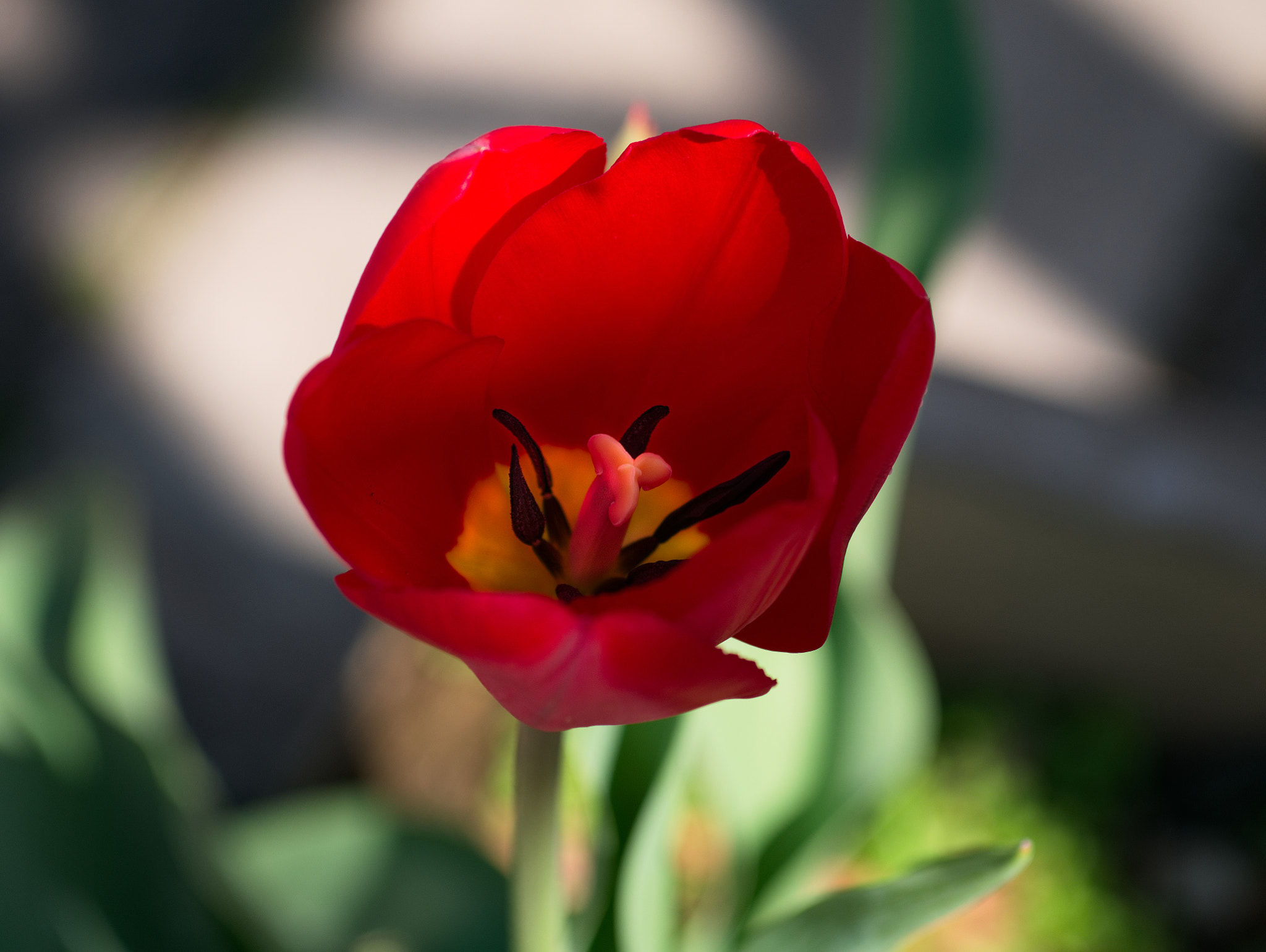 Panasonic Lumix DMC-GX85 (Lumix DMC-GX80 / Lumix DMC-GX7 Mark II) + Sigma 60mm F2.8 DN Art sample photo. Tulipe photography