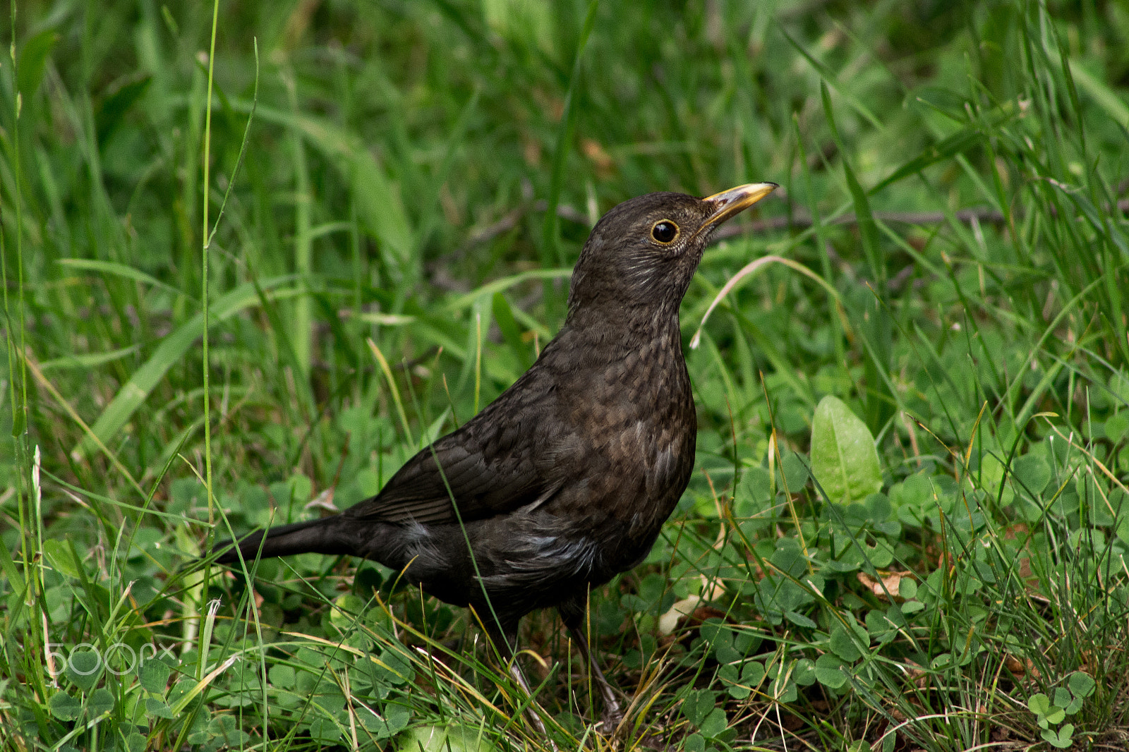 Canon EOS 700D (EOS Rebel T5i / EOS Kiss X7i) sample photo. Bird photography