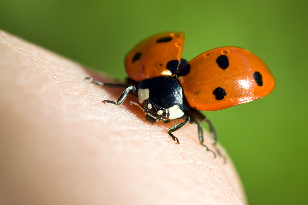 Canon EOS 50D + Canon EF 100mm F2.8 Macro USM sample photo. Deco photography