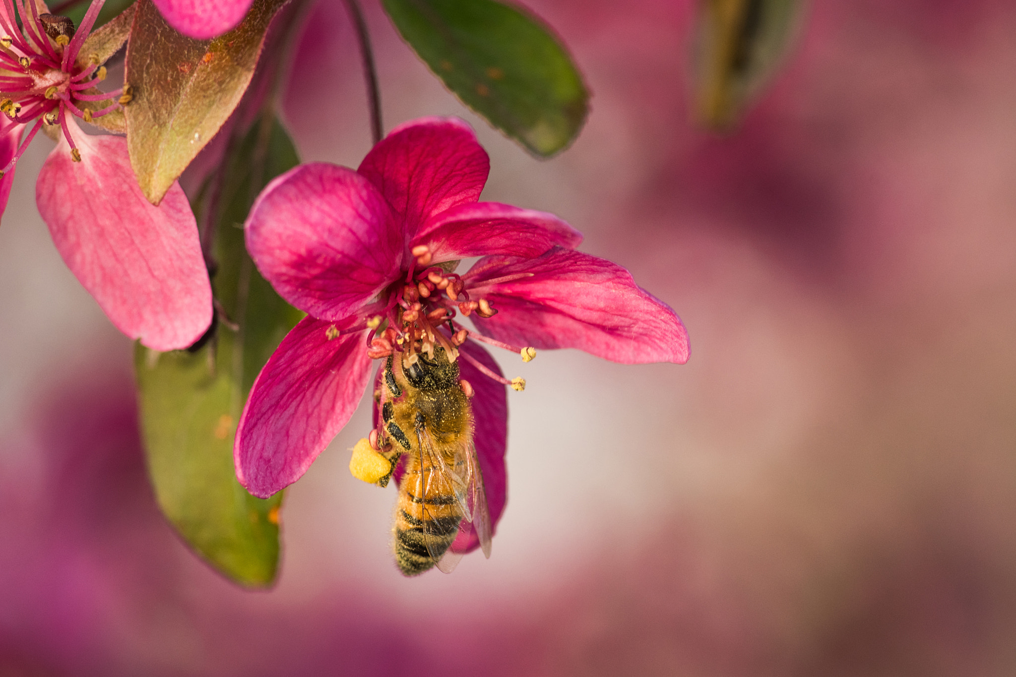 Nikon D500 sample photo. Spring bee photography