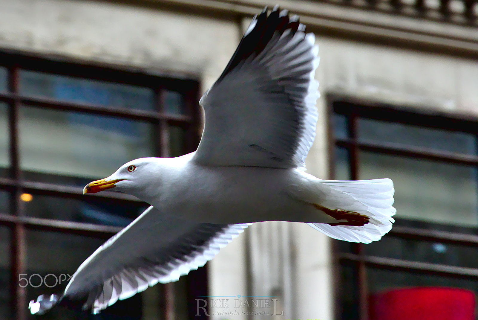 Canon EOS 7D Mark II + Canon EF-S 15-85mm F3.5-5.6 IS USM sample photo. Just a seagull photography