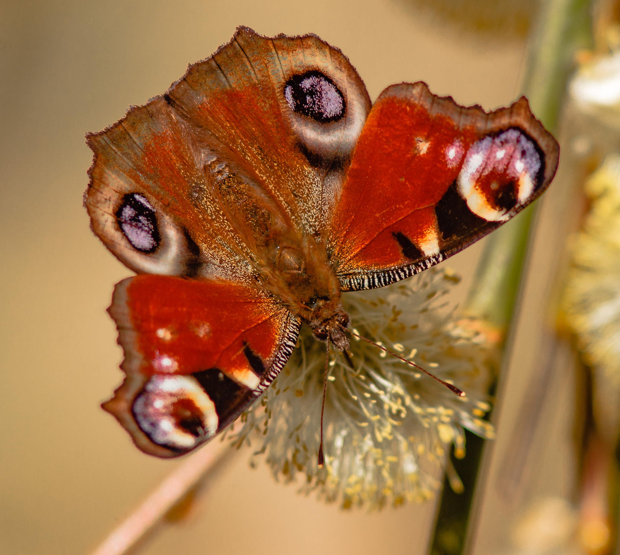 Canon EF 300mm F4L IS USM sample photo. Schmetterling und weidenkätzchen photography