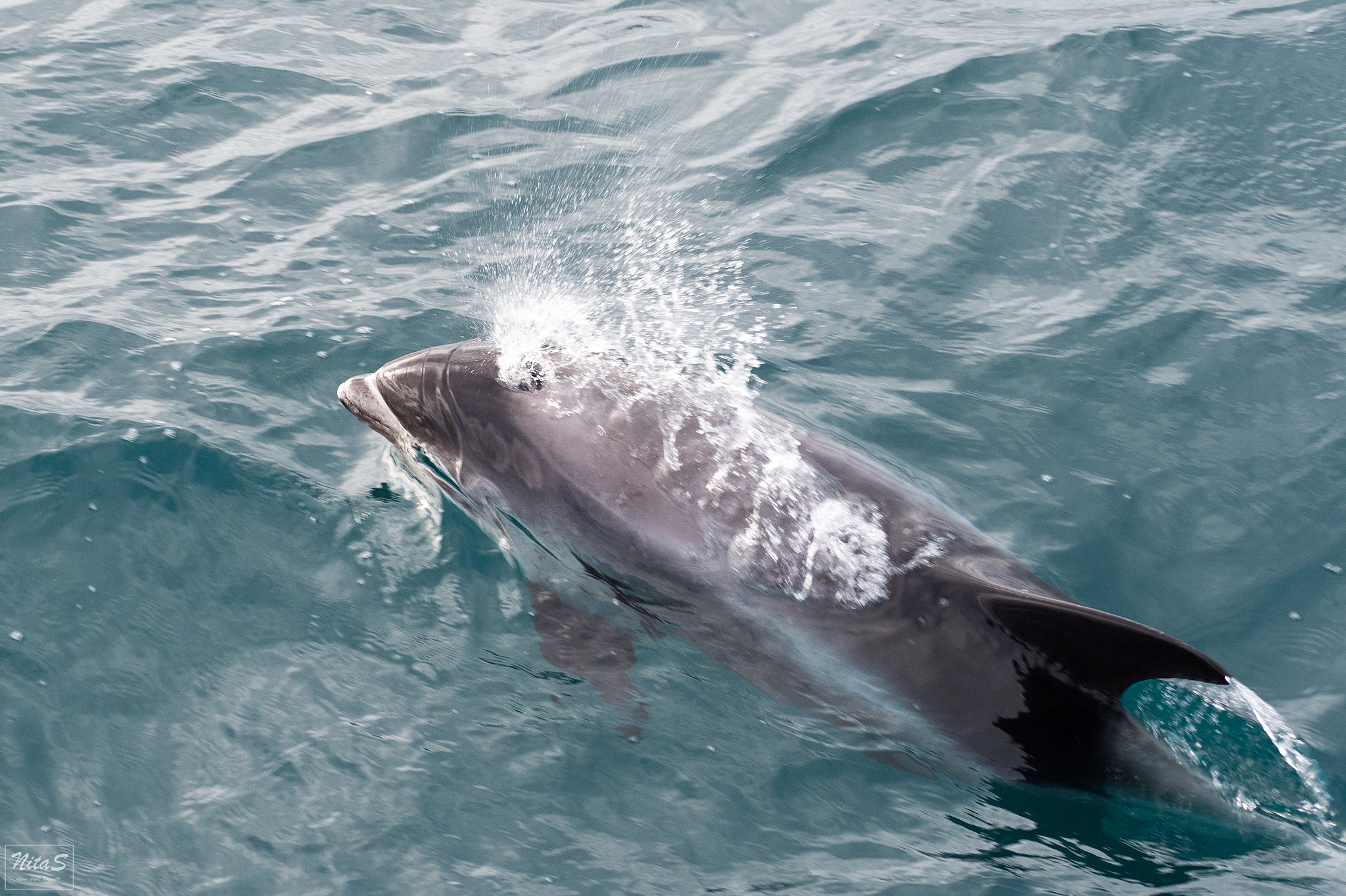 Olympus OM-D E-M1 Mark II + Olympus M.Zuiko Digital ED 40-150mm F2.8 Pro sample photo. Dolphin_2 photography