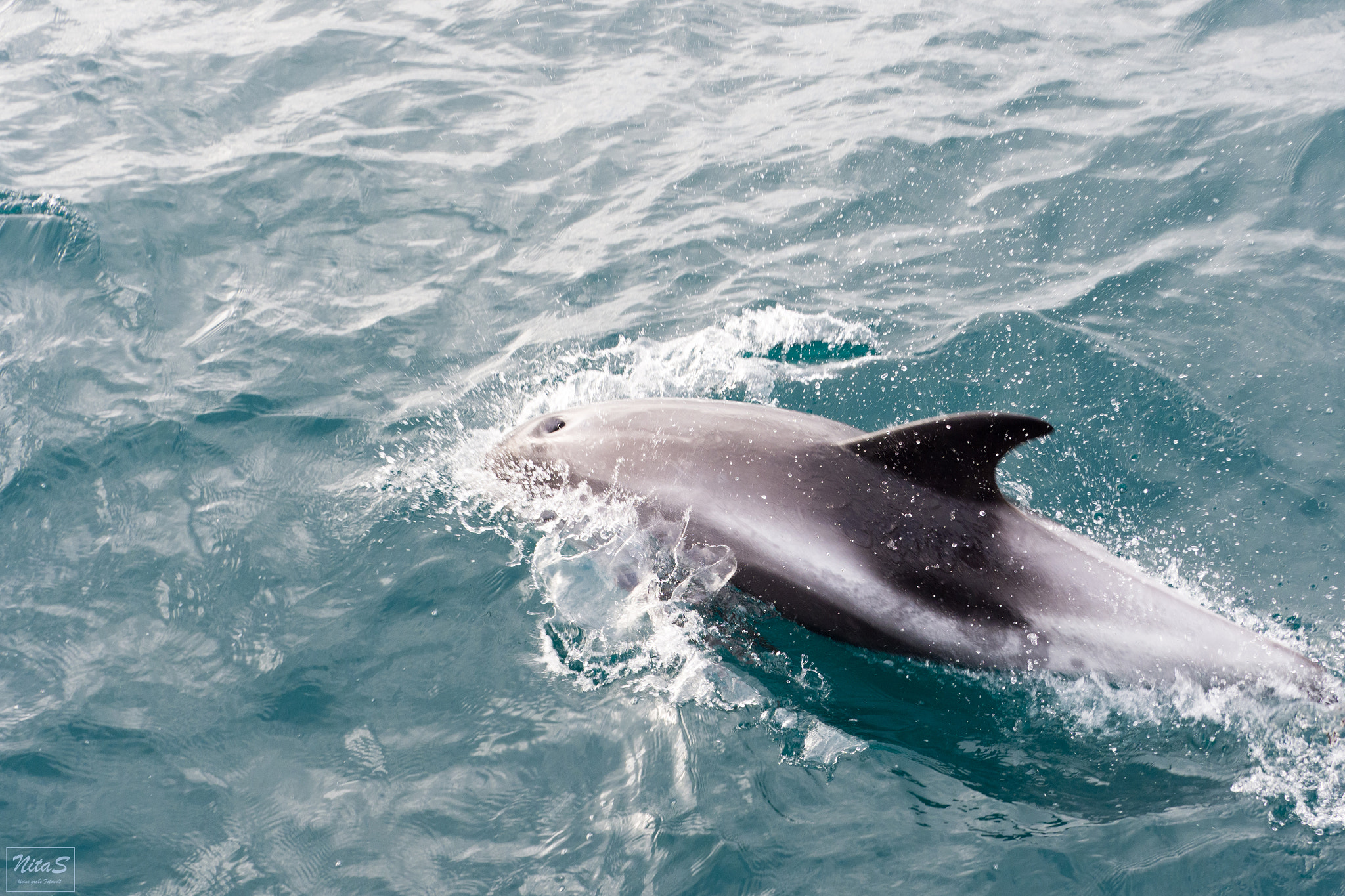 Olympus OM-D E-M1 Mark II + Olympus M.Zuiko Digital ED 40-150mm F2.8 Pro sample photo. Dolphin_1 photography