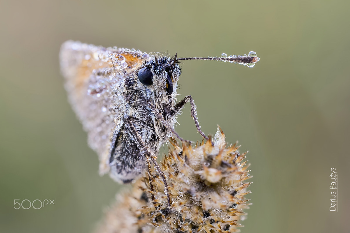 Sigma 150mm F2.8 EX DG OS Macro HSM sample photo. Big-eyed photography
